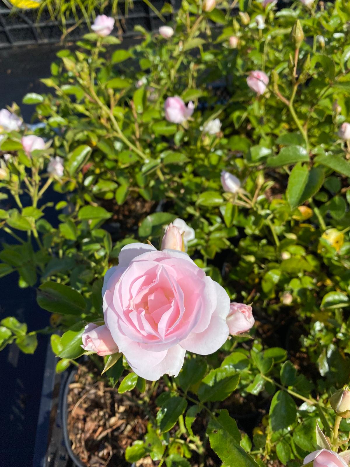 Roos- Rosa (H) 'Aspirin Rose'