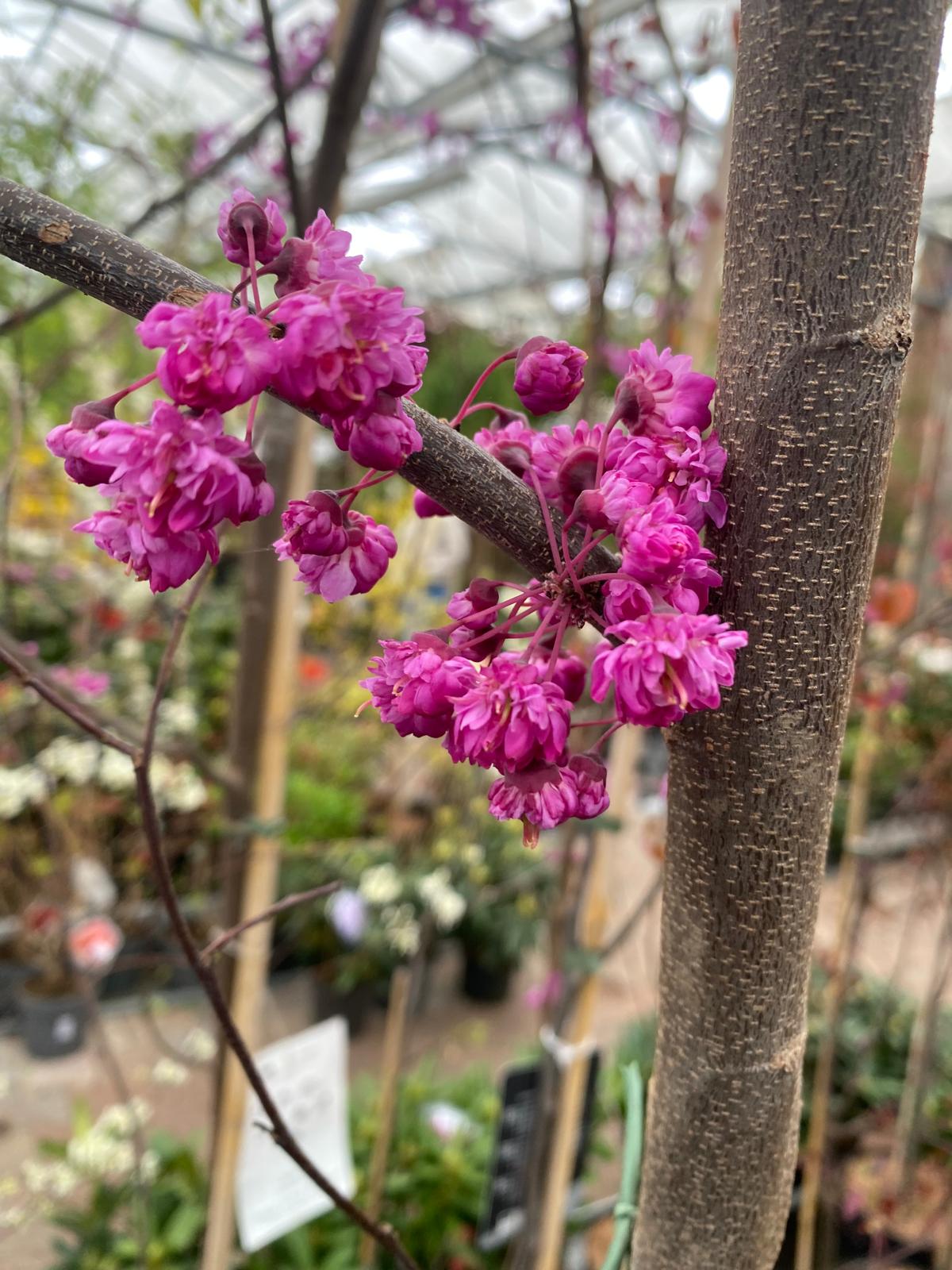 Amerikaanse Judasboom- Cercis canadensis