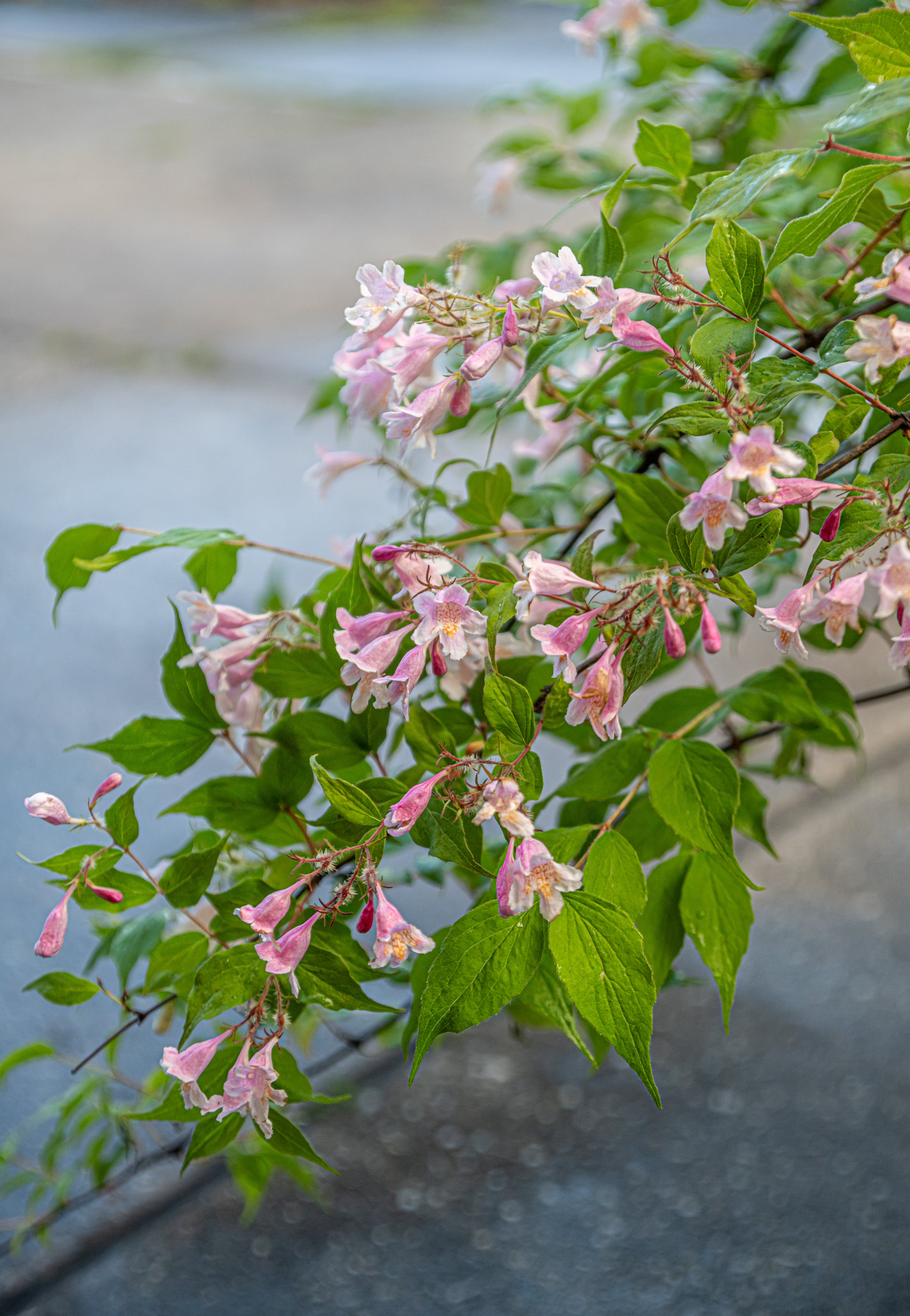 Koninginnenstruik- Kolkwitzia amabilis 'Pink Cloud'