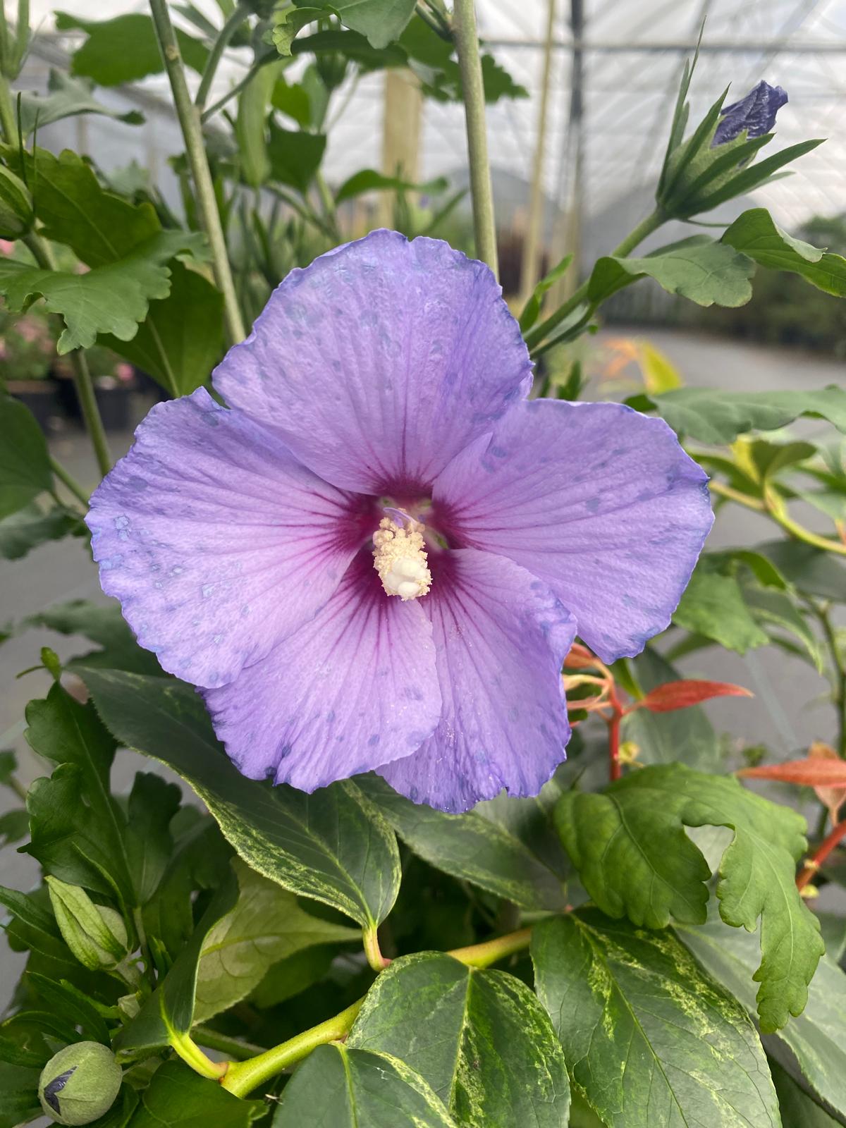 Hibiscus 'Marina' in pot - Hibiscus syriacus 'Marina'