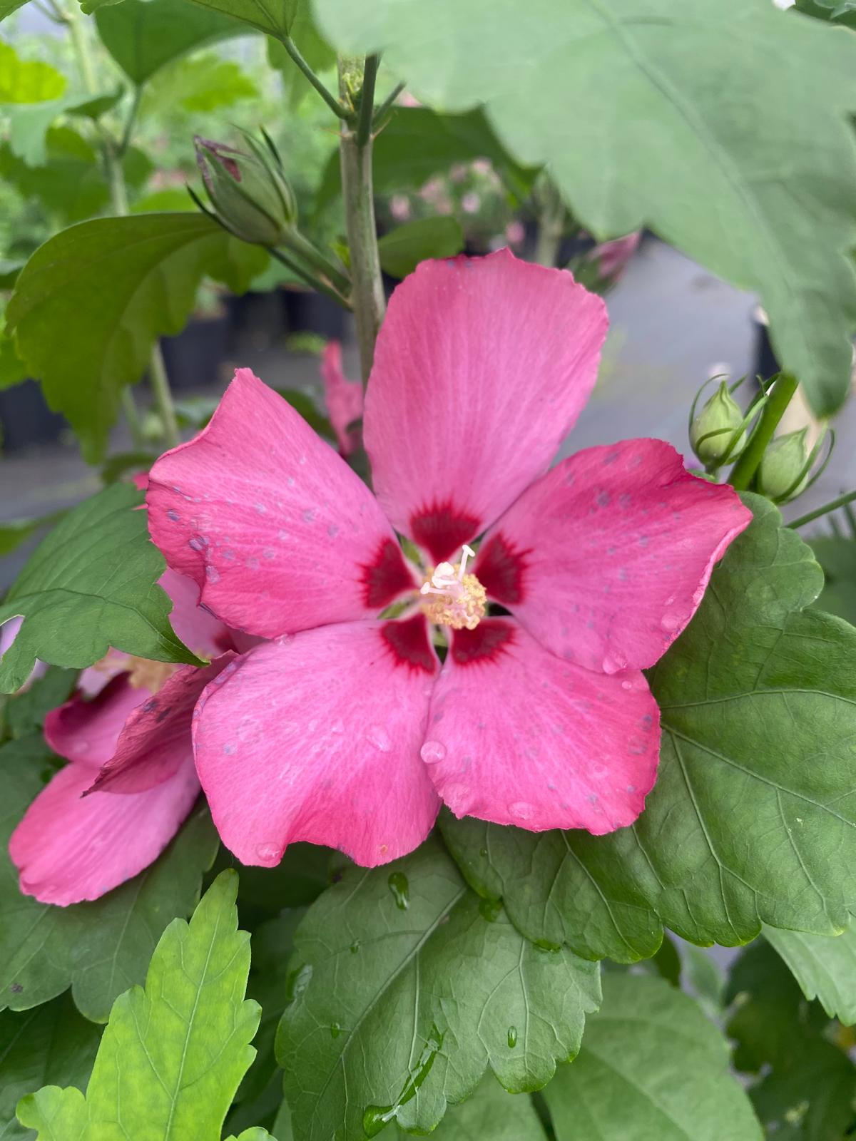 Hibiscus 'Woodbridge' in pot - Hibiscus syriacus 'Woodbridge'