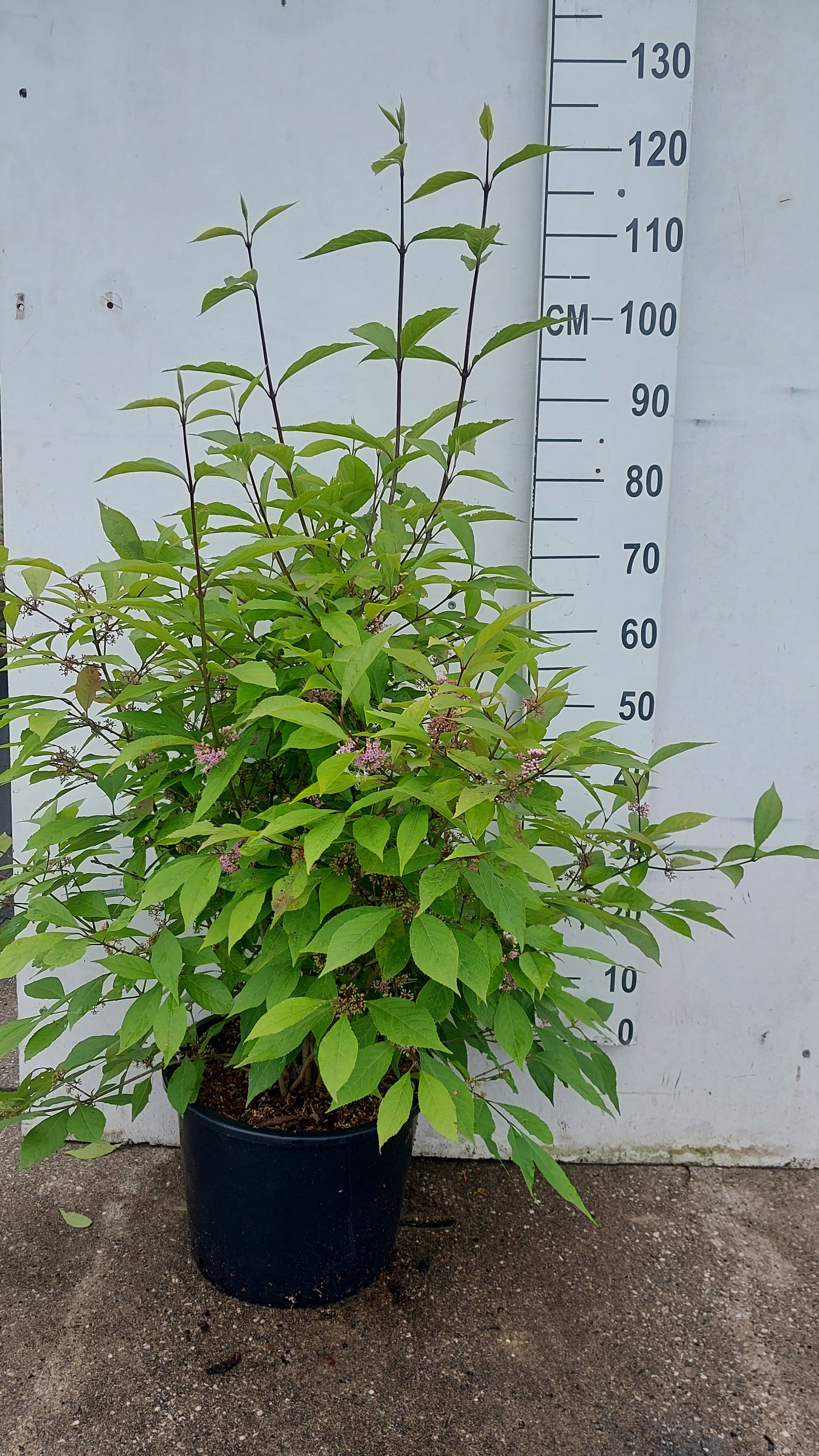 Schoonvrucht in pot- Callicarpa bodinieri 'Profusion'
