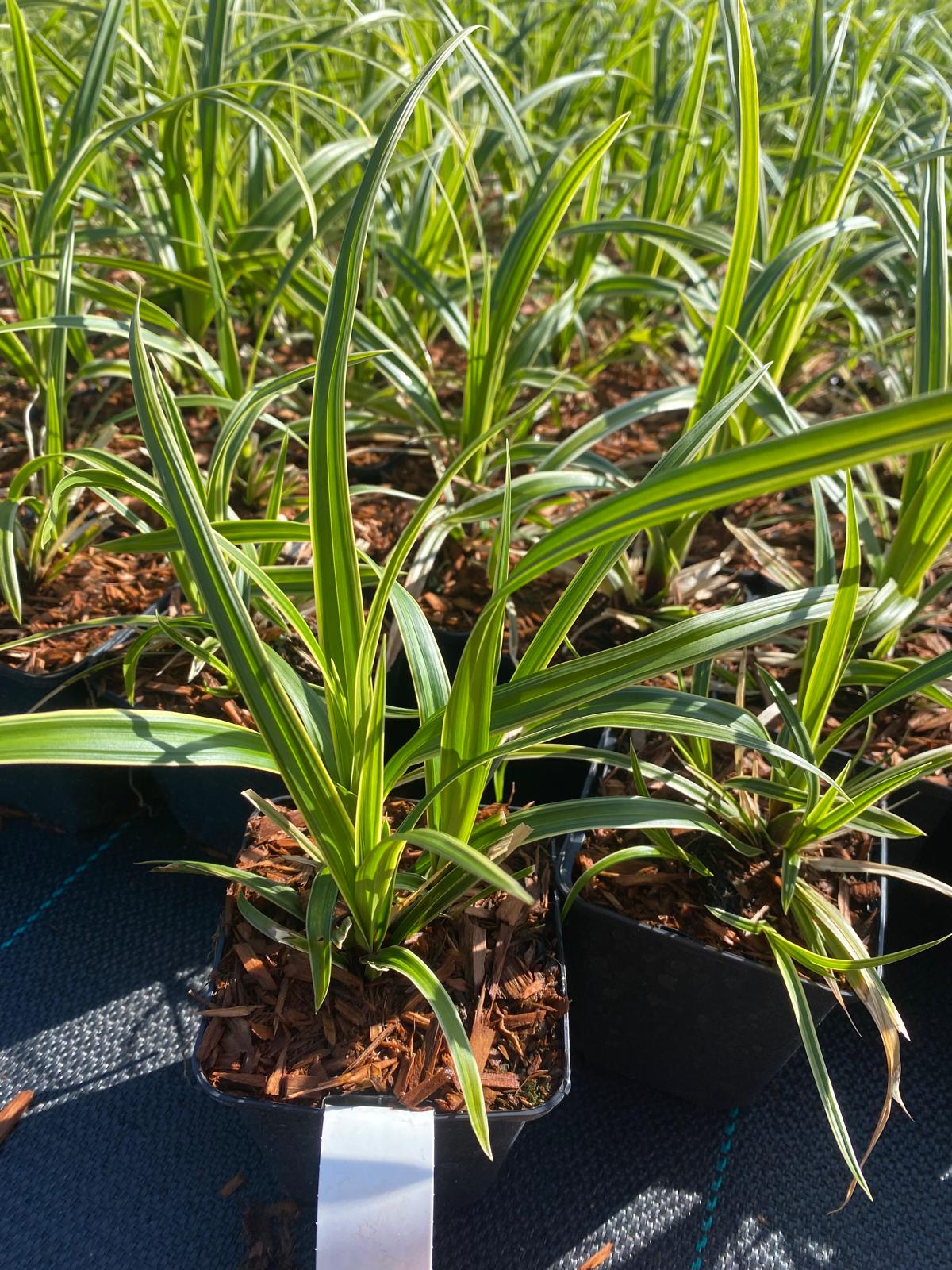 Zegge- Carex morrowii 'Ice Dance'