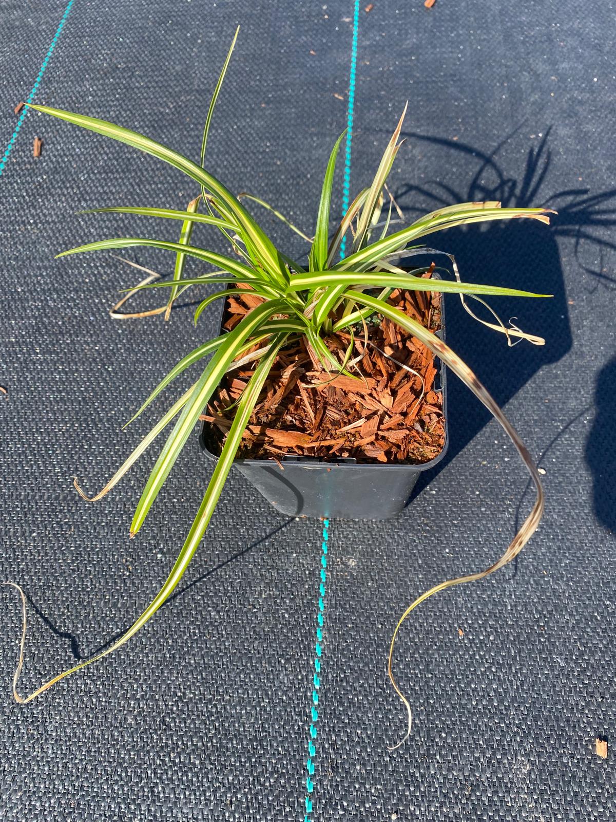 Zegge- Carex oshimensis 'Evergold'