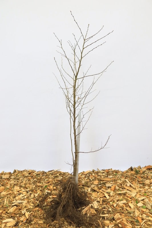 Haagbeuk wortelgoed 10 per bos- Carpinus betulus