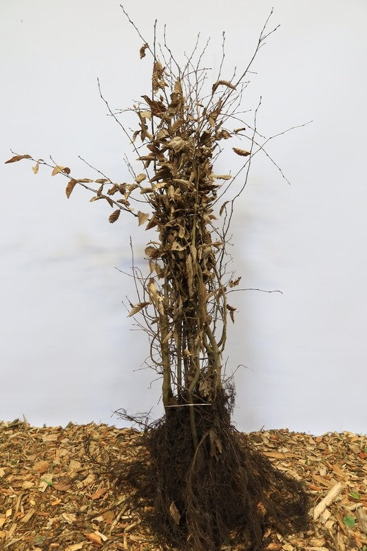 Haagbeuk wortelgoed 10 per bos- Carpinus betulus