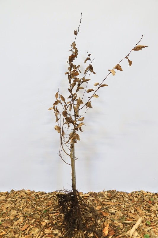 Haagbeuk wortelgoed 10 per bos- Carpinus betulus