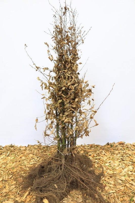 Haagbeuk wortelgoed 10 per bos- Carpinus betulus