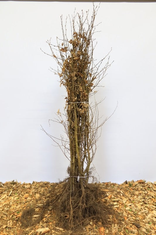 Haagbeuk wortelgoed 10 per bos- Carpinus betulus