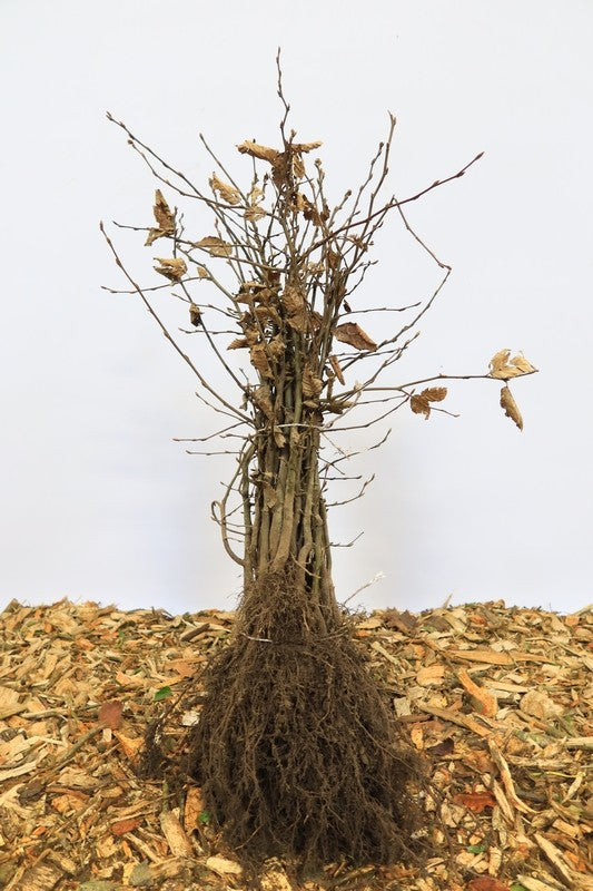 Haagbeuk wortelgoed 25 per bos- Carpinus betulus