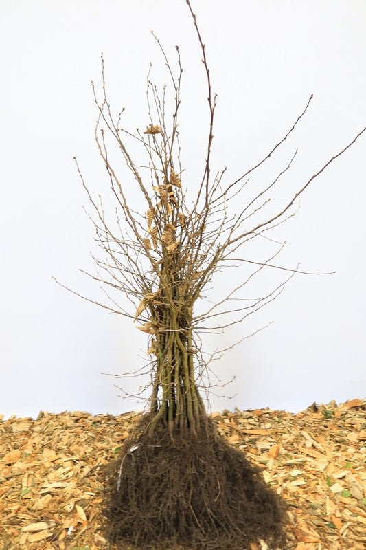 Haagbeuk wortelgoed 25 per bos- Carpinus betulus