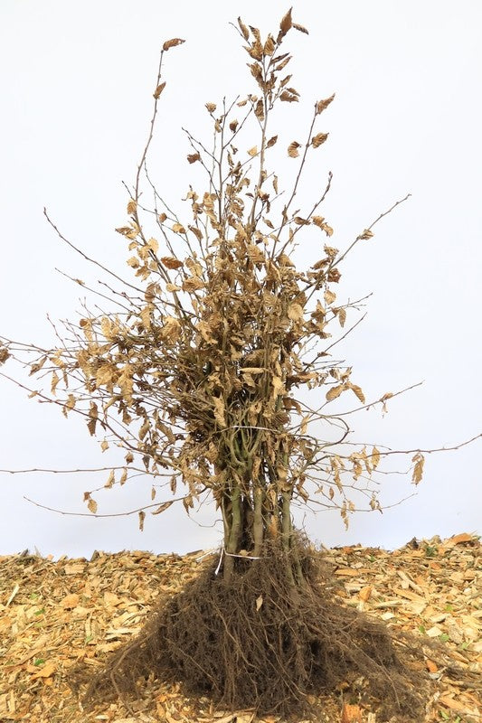Haagbeuk wortelgoed 25 per bos- Carpinus betulus
