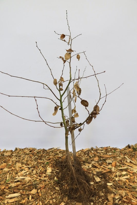 Haagbeuk wortelgoed 10 per bos- Carpinus betulus