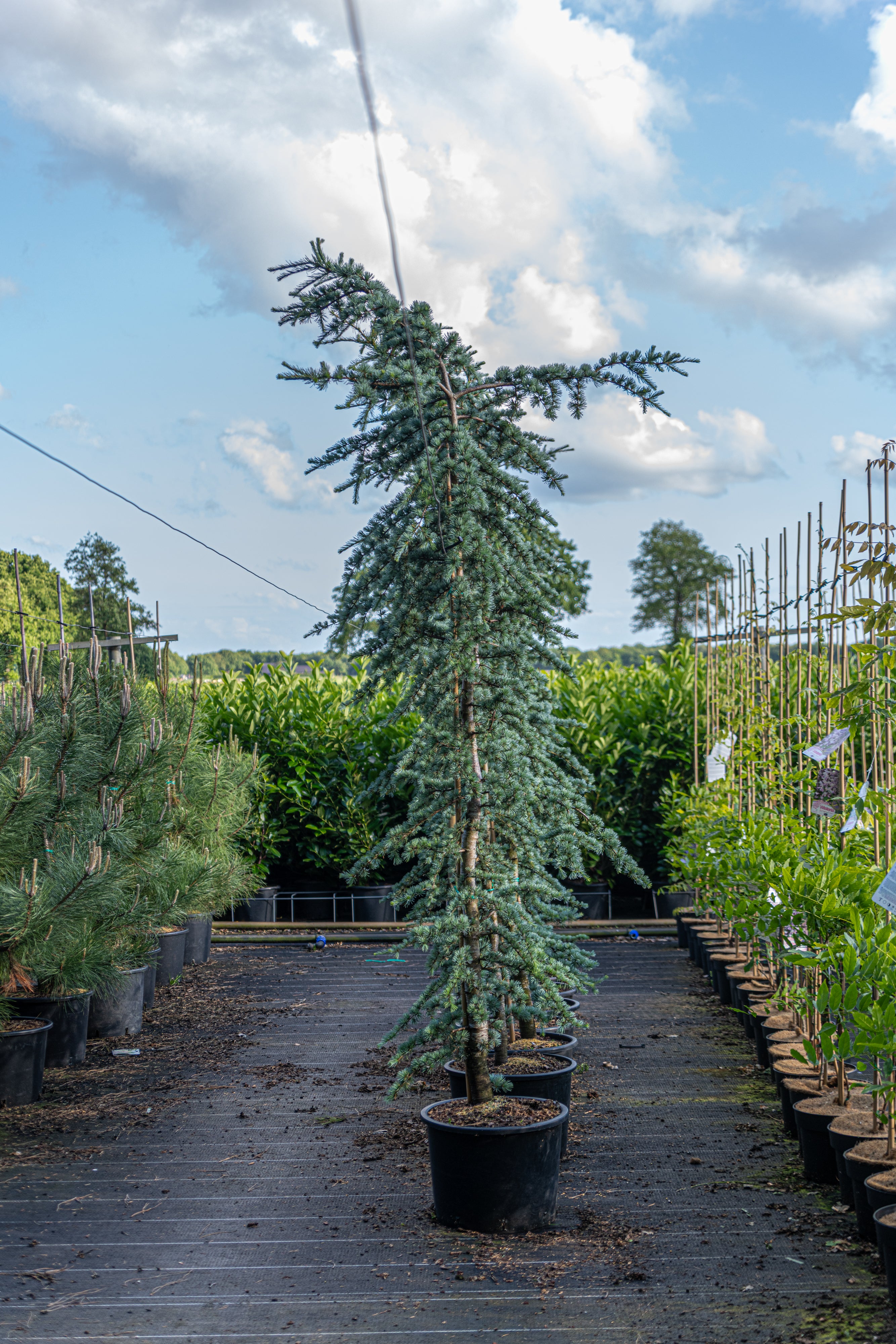 Blauwe libanonceder- Cedrus libani 'Glauca'