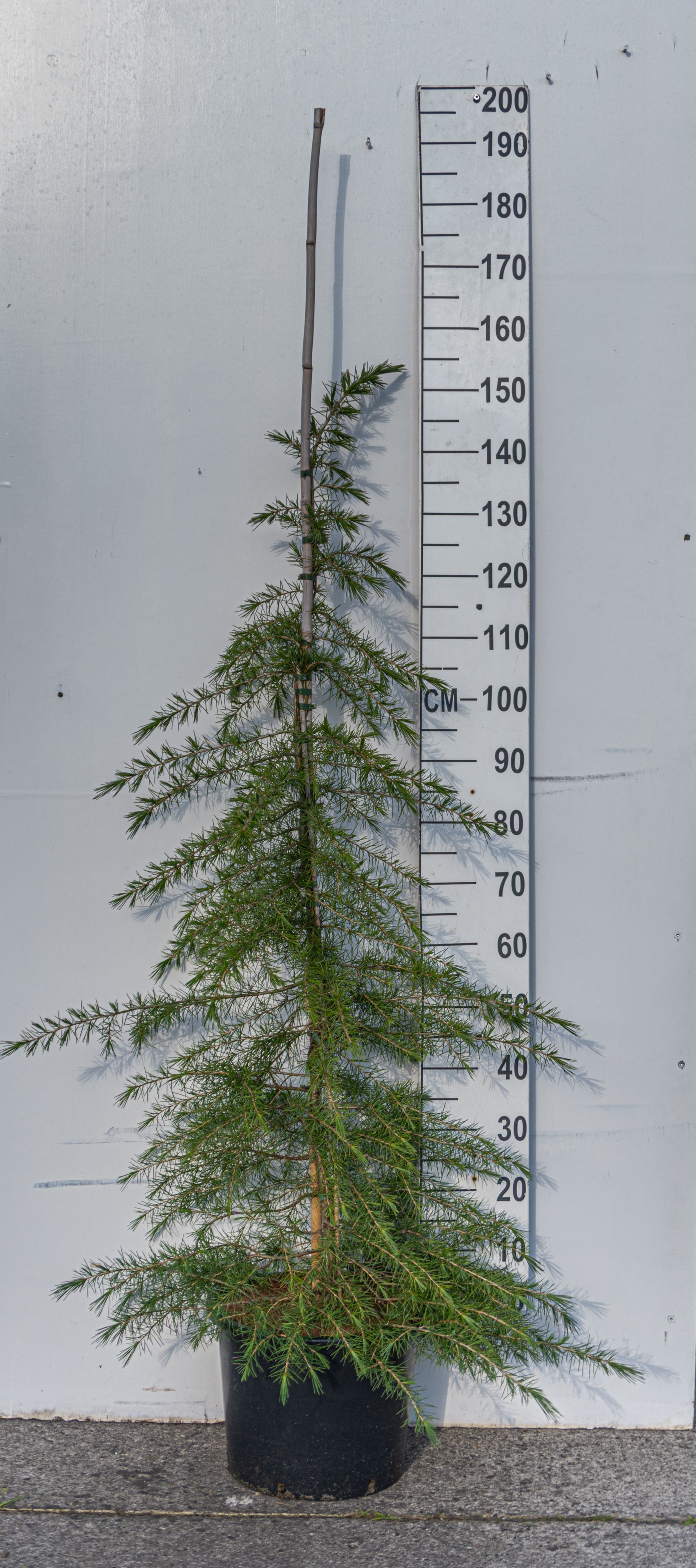 Himalayaceder in pot- Cedrus deodara