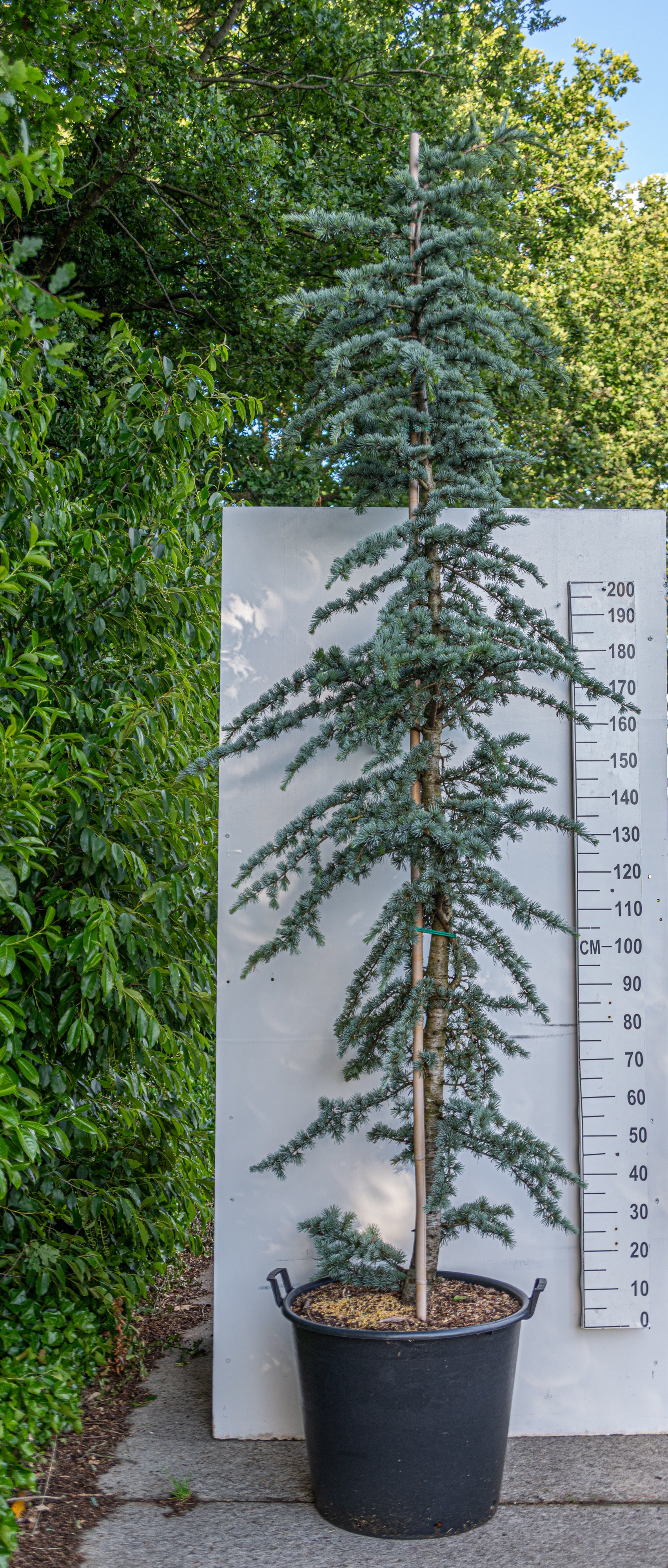 Blauwe libanonceder- Cedrus libani 'Glauca'