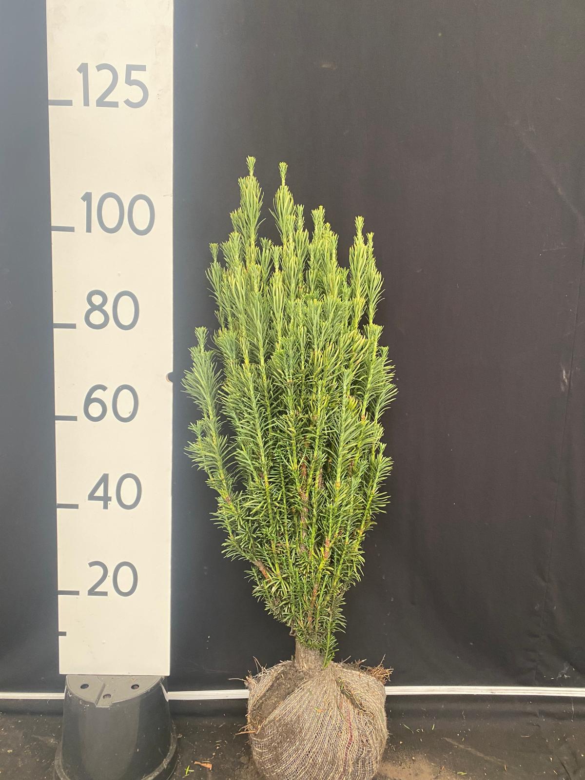 Knoptaxus met kluit- Cephalotaxus harringtonii 'Fastigiata'