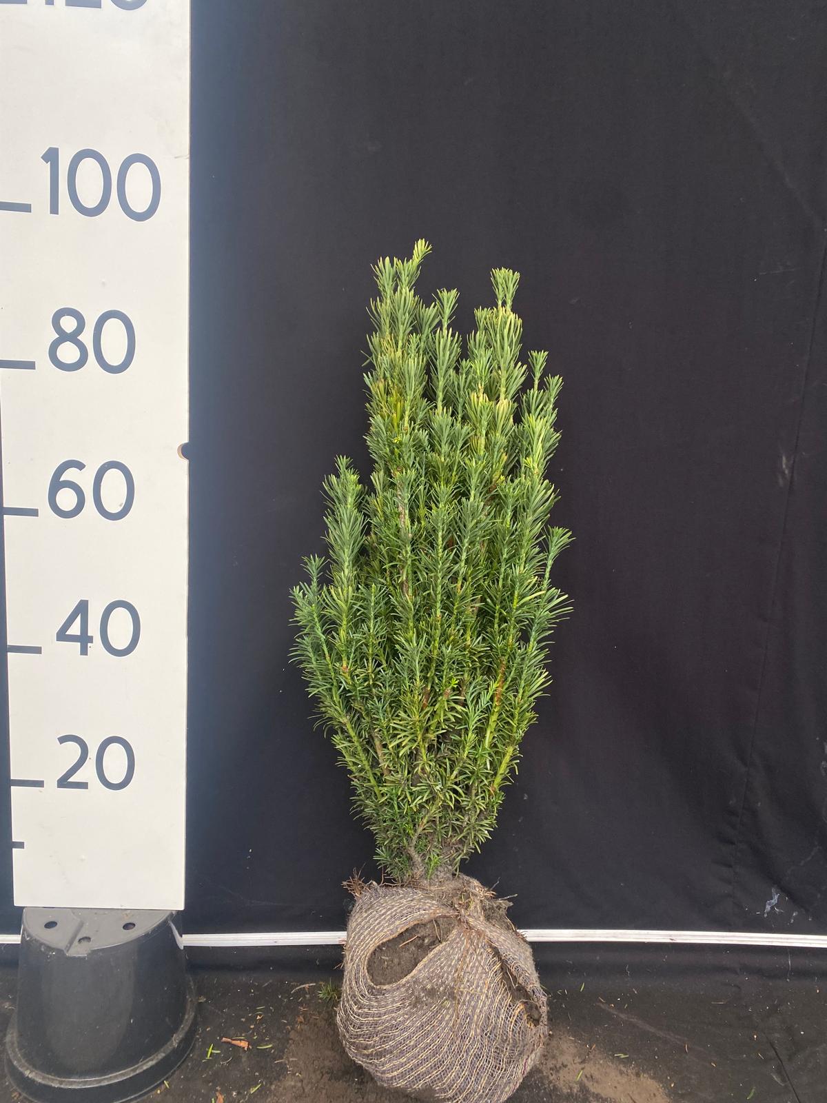 Knoptaxus met kluit- Cephalotaxus harringtonii 'Fastigiata'