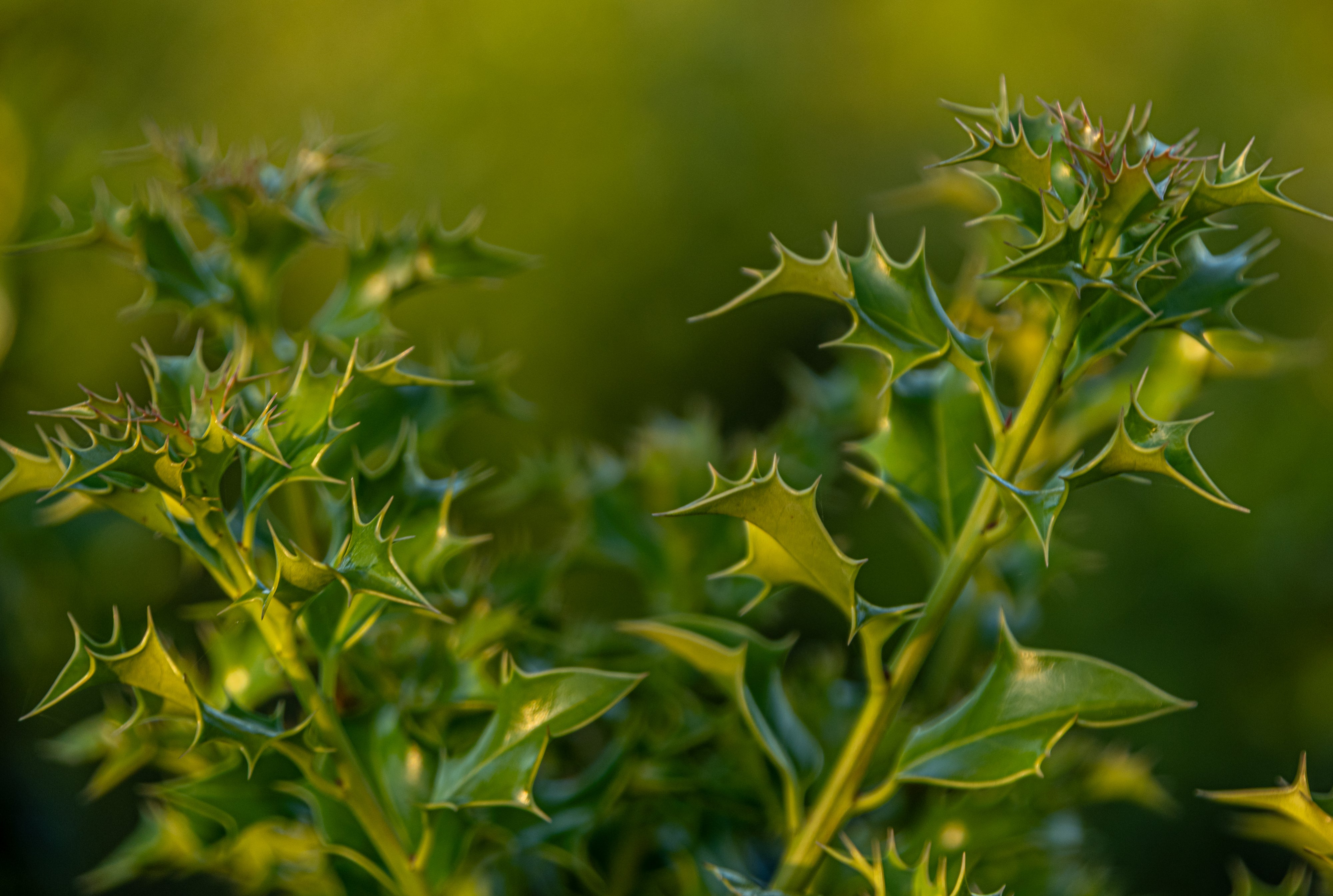 Hulst 'Alaska' met kluit- Ilex aquifolium 'Alaska'
