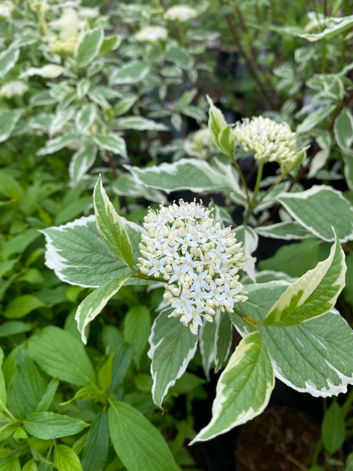 Bonte kornoelje- Cornus alba 'Elegantissima'