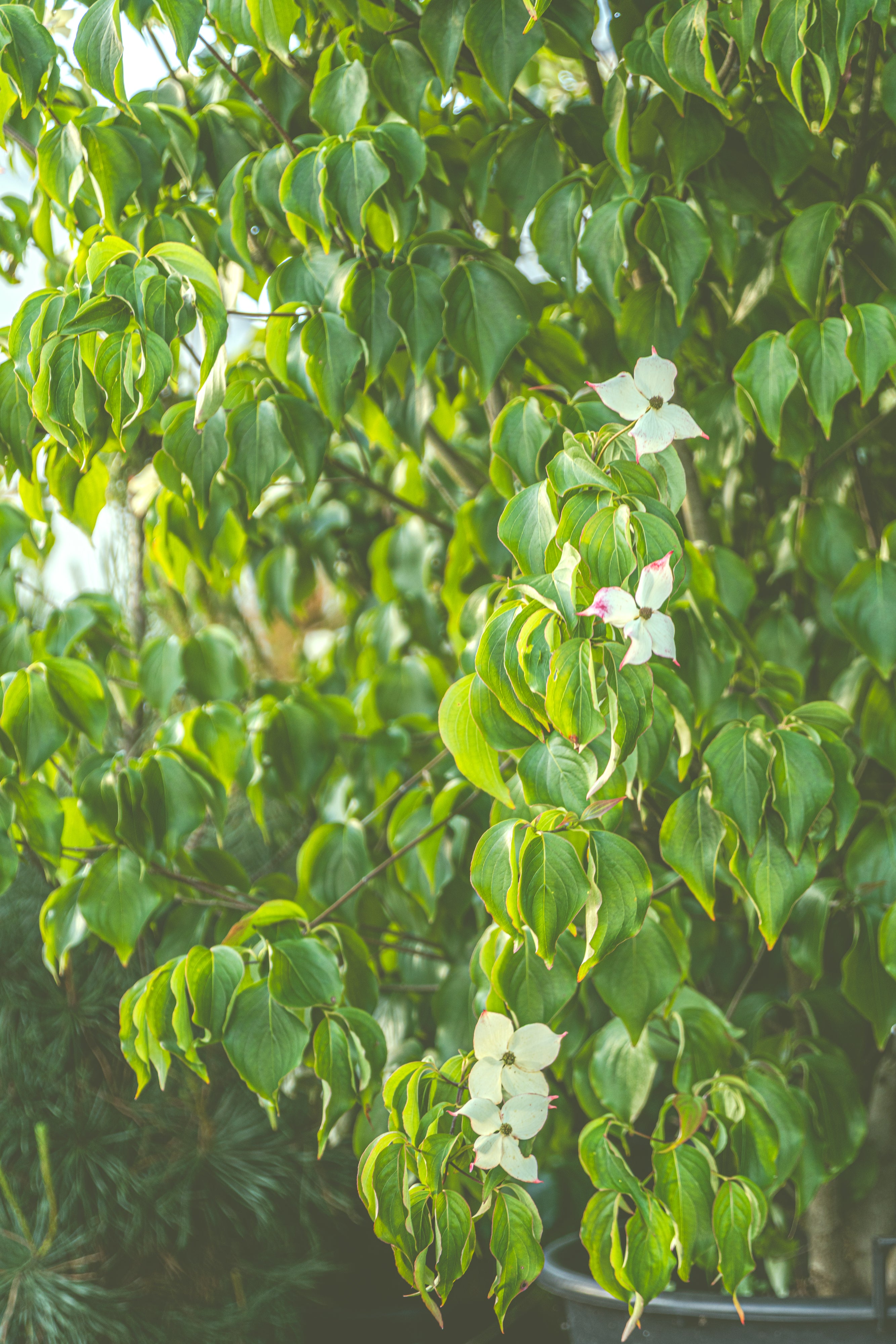 Japanse grootbloemige kornoelje met kluit-Cornus kousa chinensis