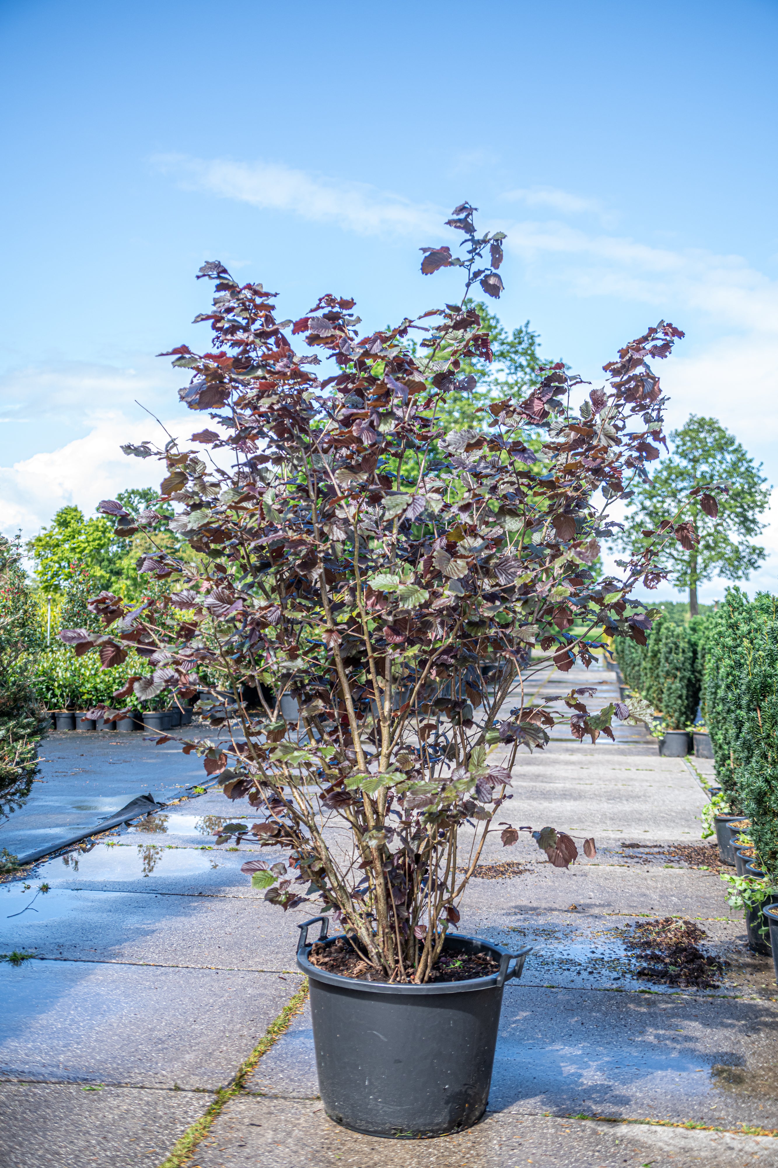 Paarse hazelaar in pot- Corylus maxima 'Purpurea'