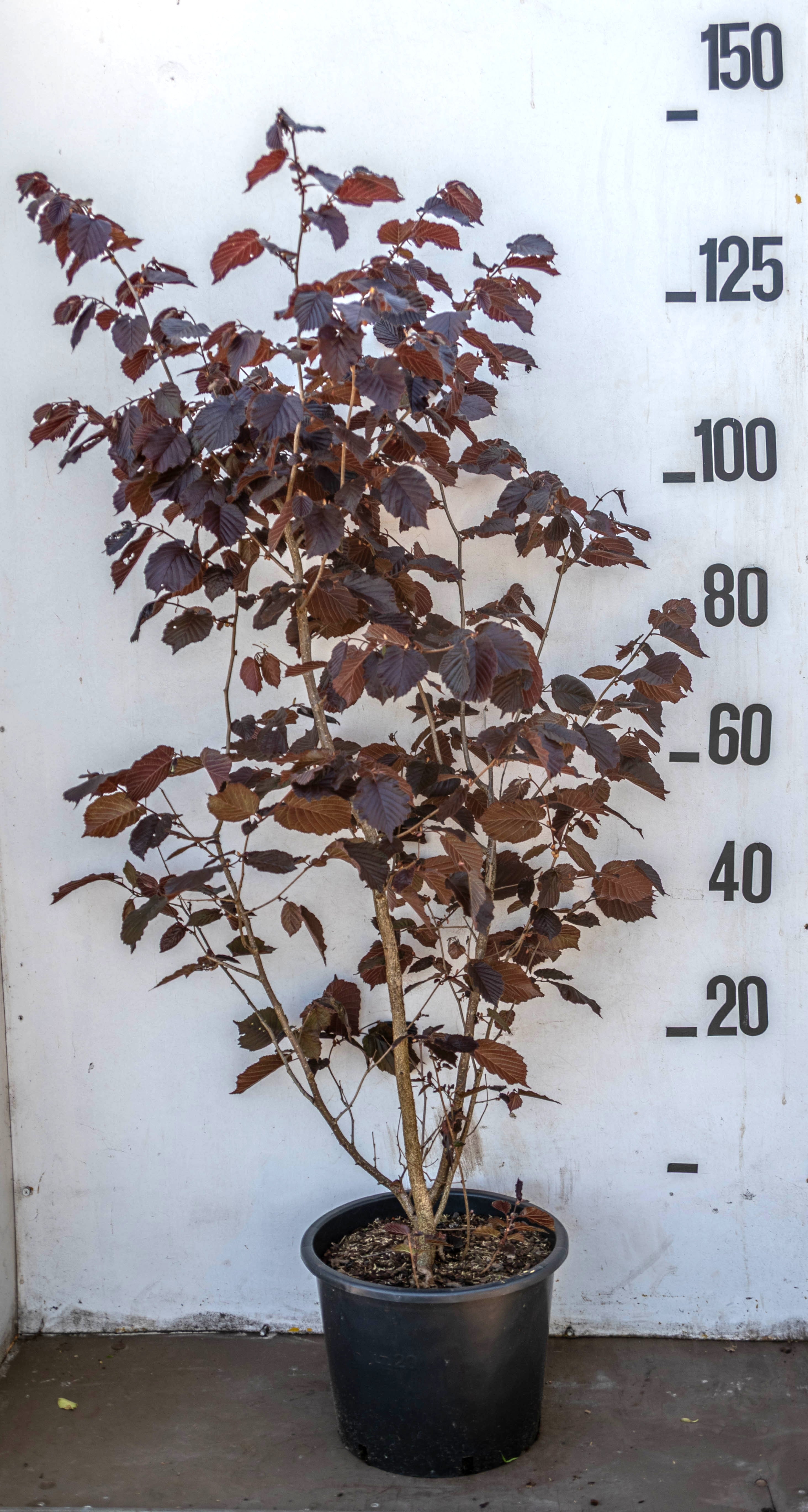 Paarse hazelaar in pot- Corylus maxima 'Purpurea'