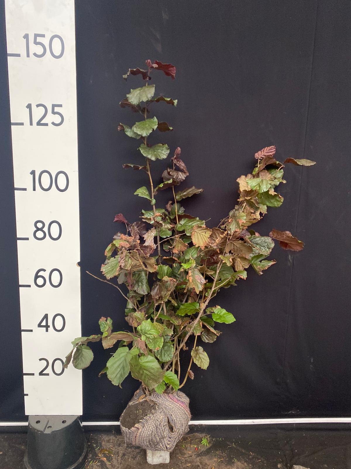 Paarse hazelaar met kluit- Corylus maxima 'Purpurea'