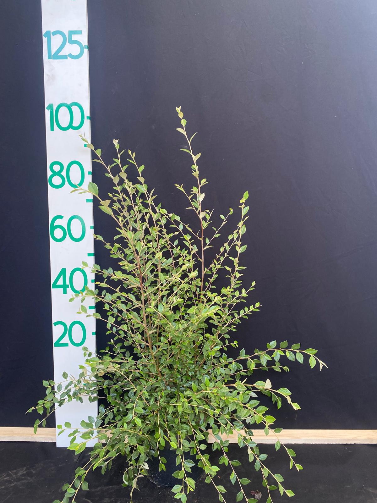 Franchet's dwergmispel in pot- Cotoneaster franchetii