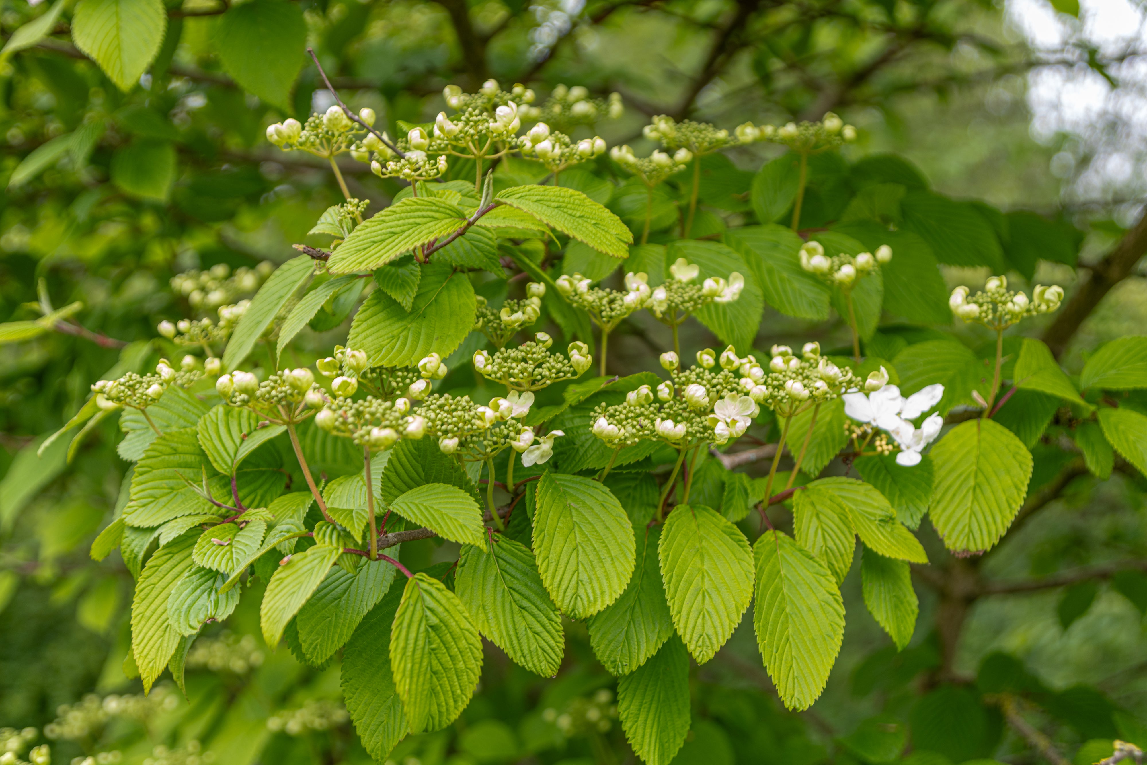 Sneeuwbal in pot- Viburnum plicatum 'Summer Snowflake'