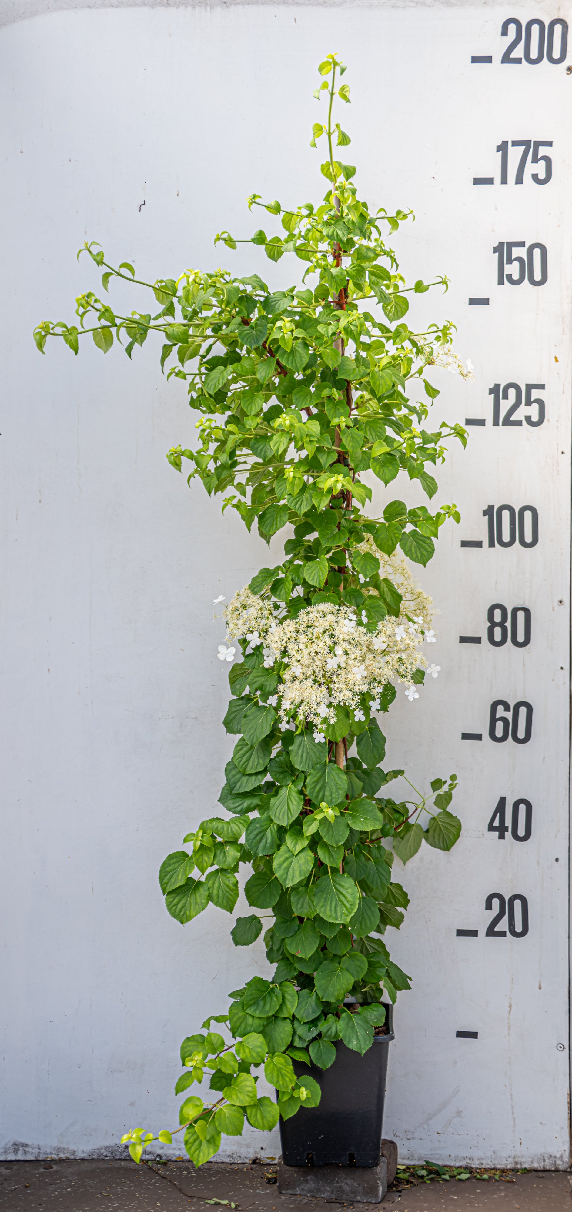 Klimhortensia- Hydrangea anemola petiolaris