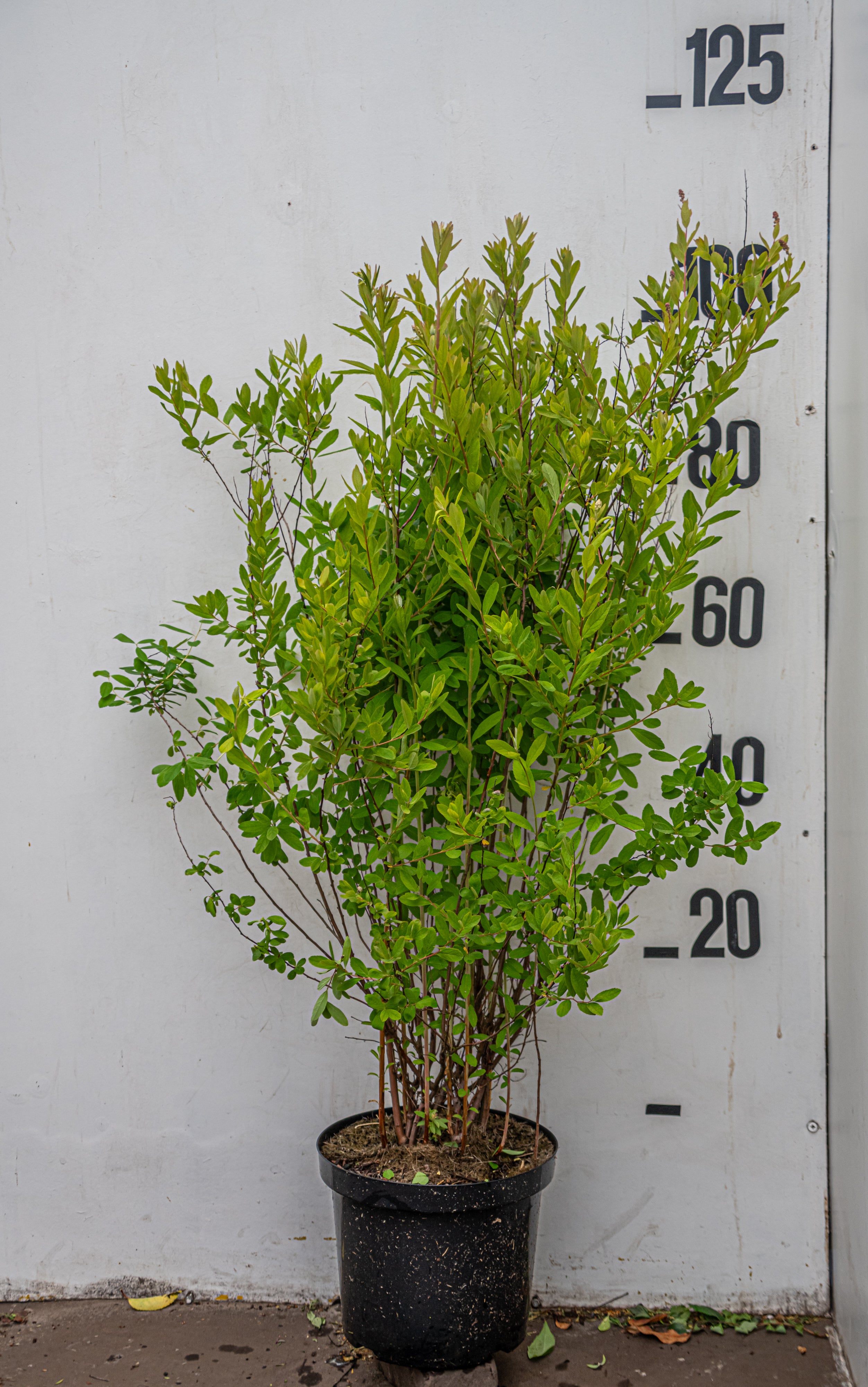 Haagliguster- Ligustrum ovalifolium 'Aureum'