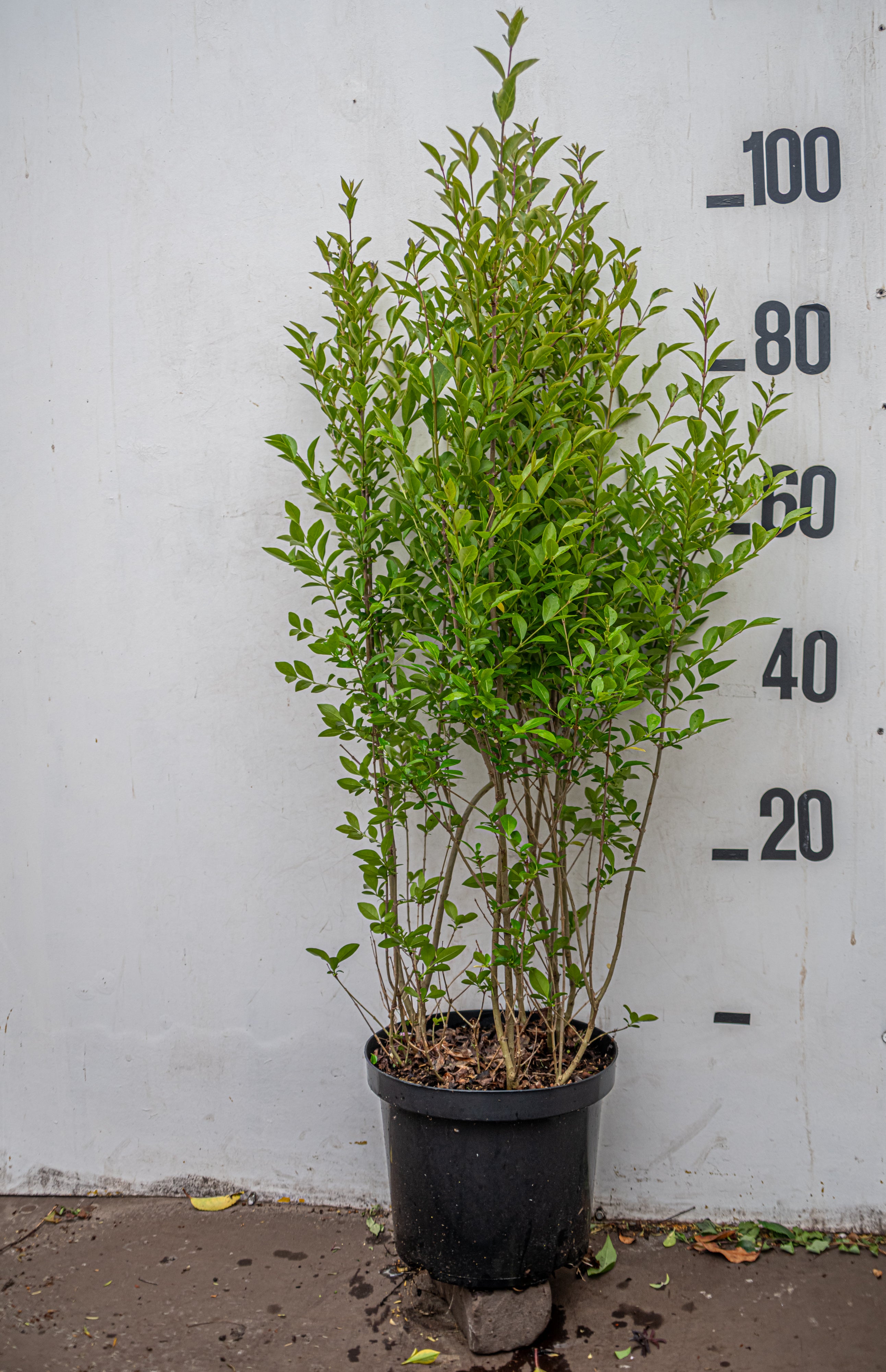 Haagliguster in pot-Ligustrum ovalifolium
