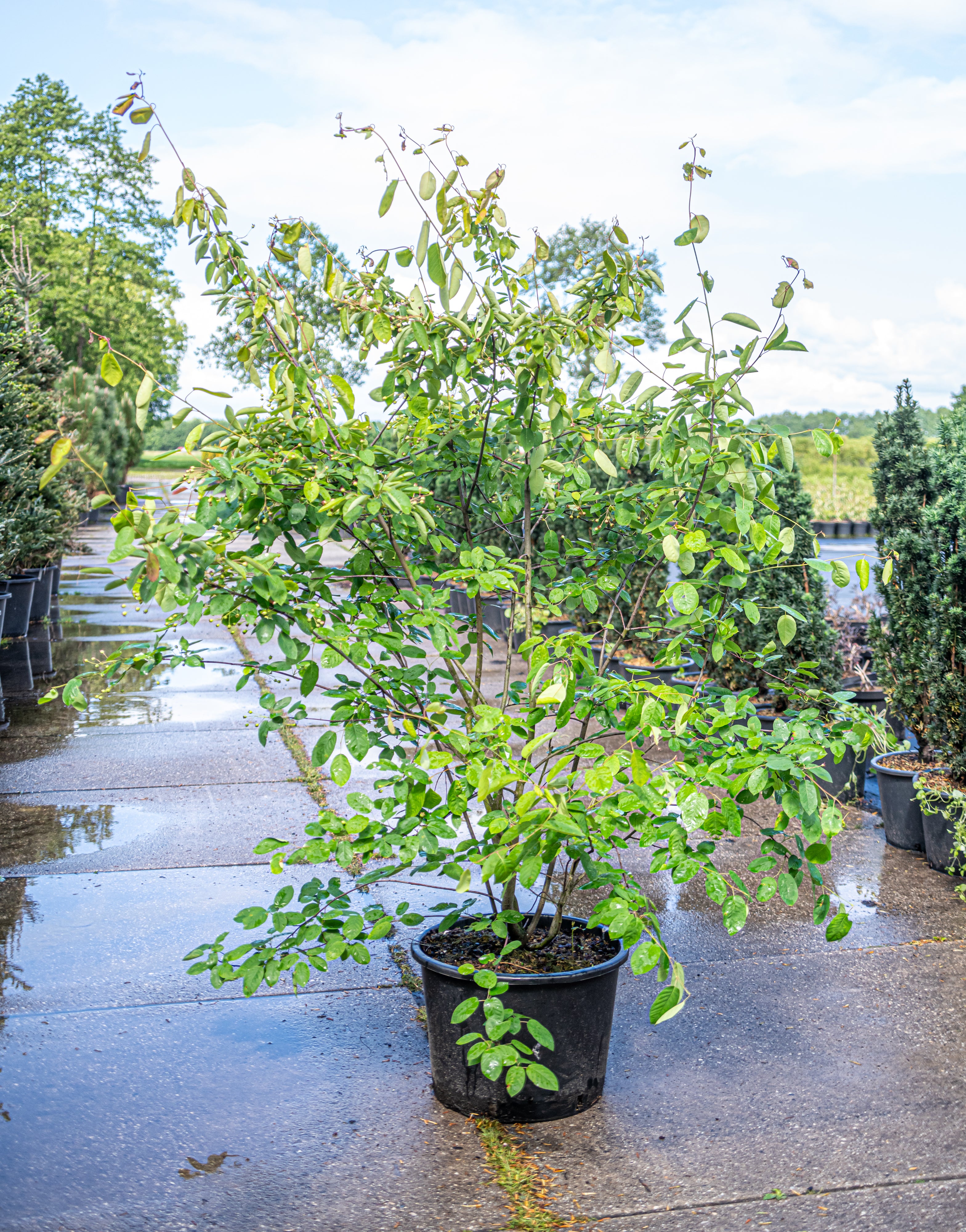 Krentenboom in pot- Amelanchier lamarckii