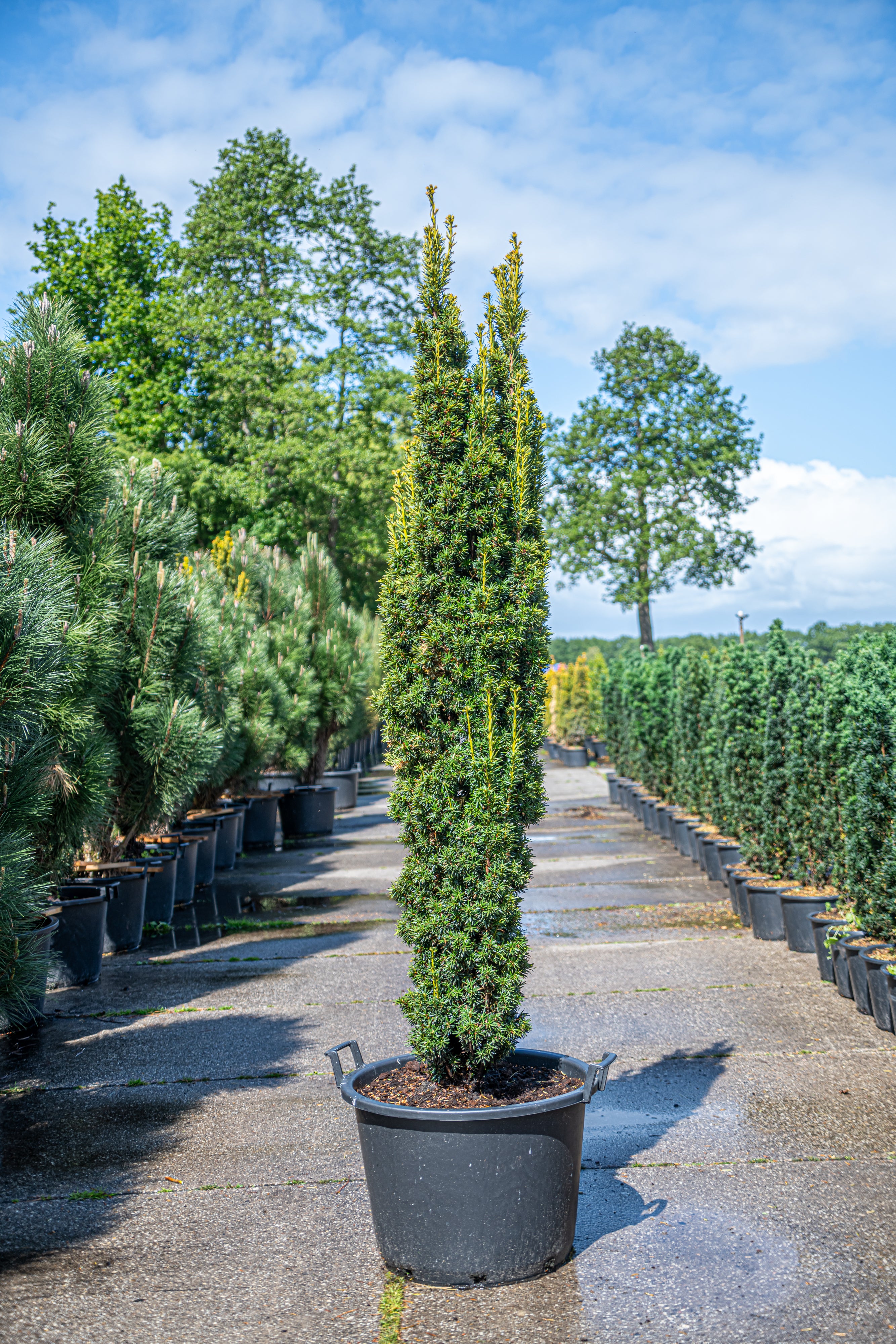 Gele zuiltaxus- Taxus baccata 'Fastigiata Aurea'