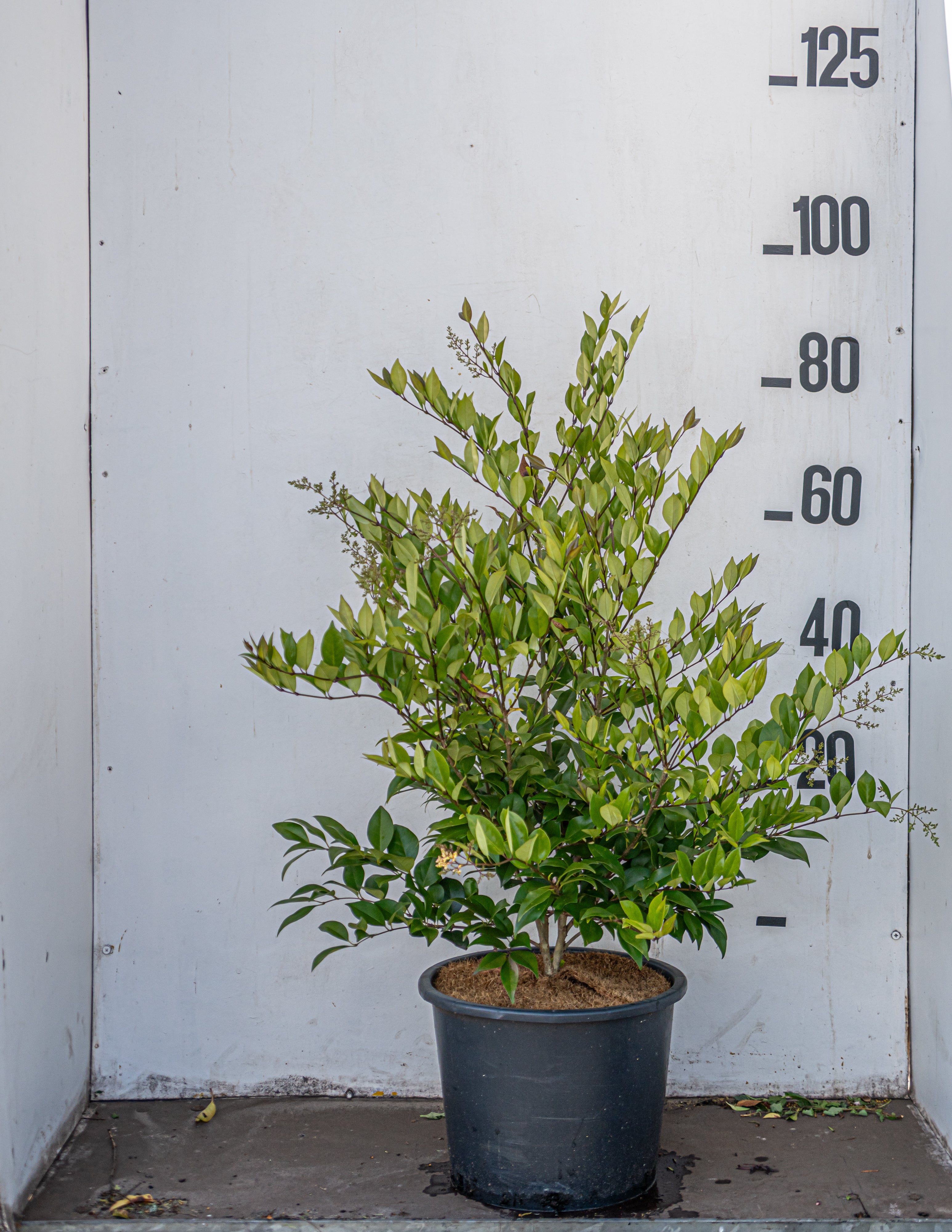 Liguster- Ligustrum lucidum