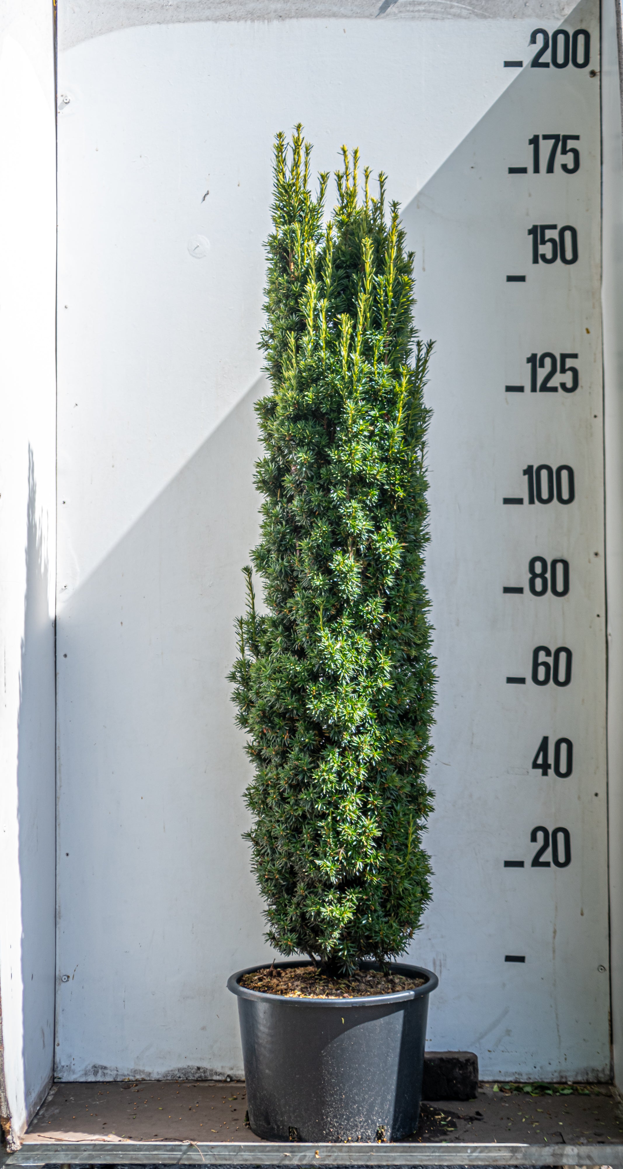 Gele zuiltaxus- Taxus baccata 'Fastigiata Aurea'