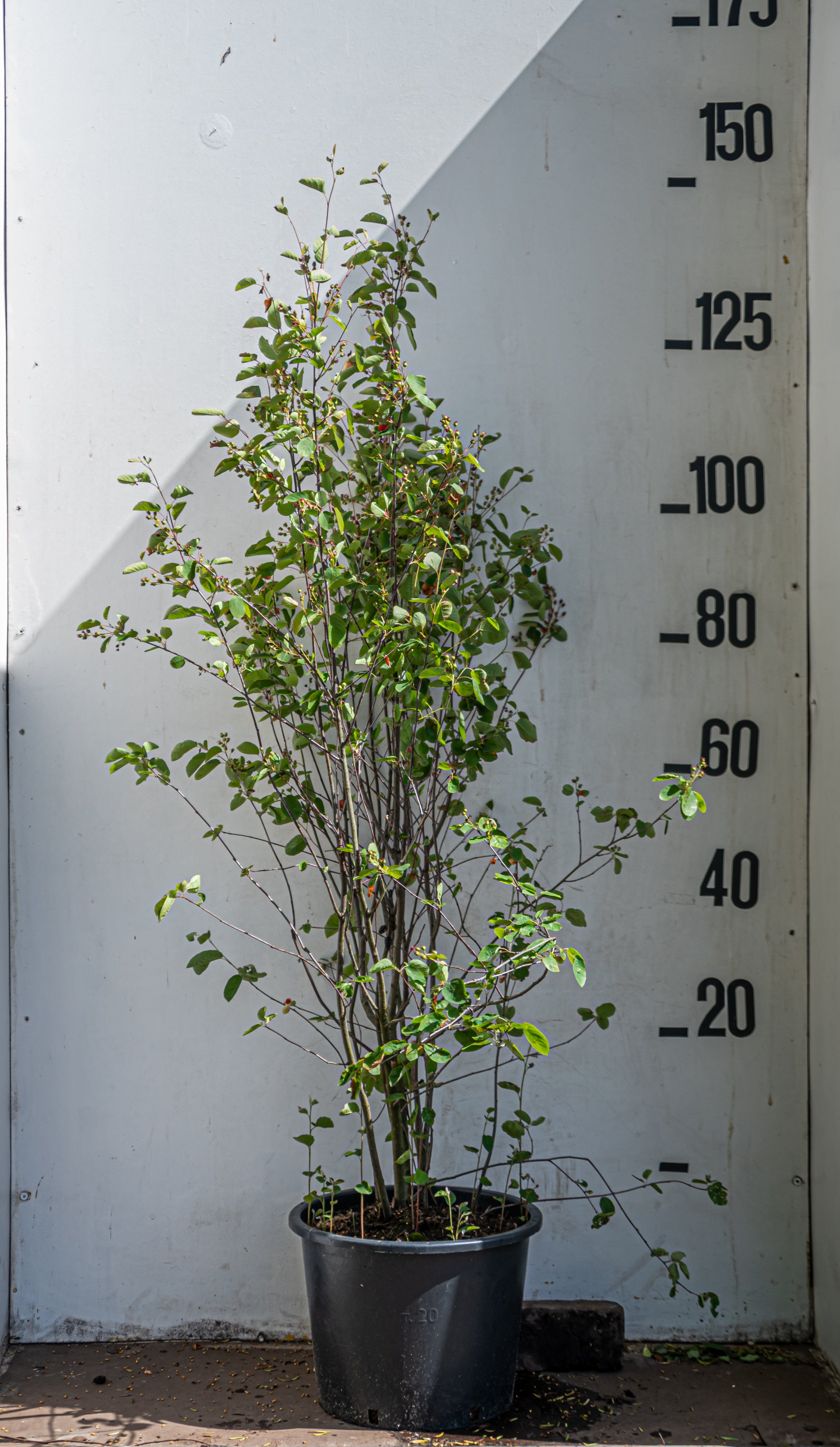 Krentenboom 'Ovalis'- Amelanchier ovalis