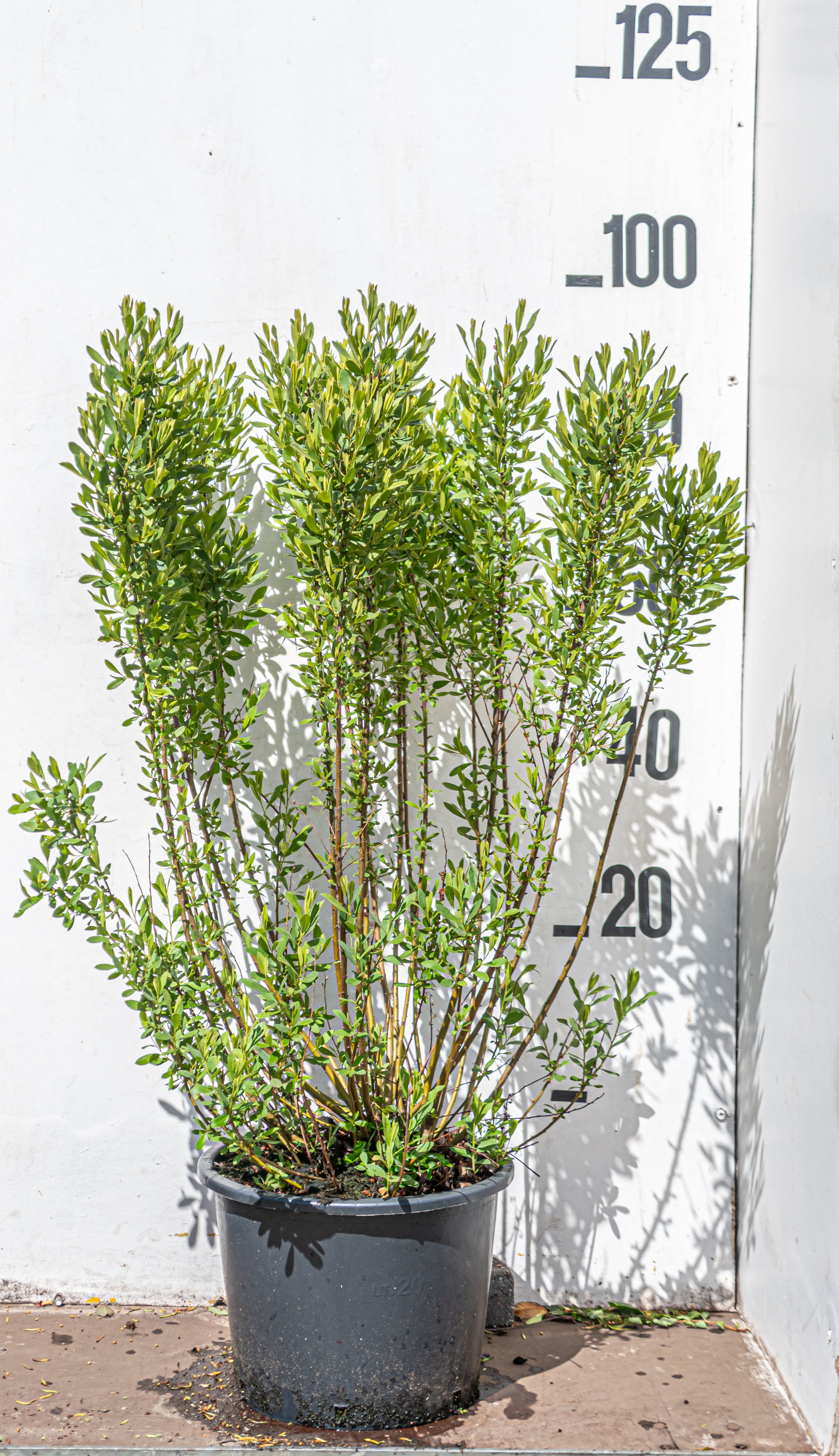 Wilde gagel in pot- Myrica gale