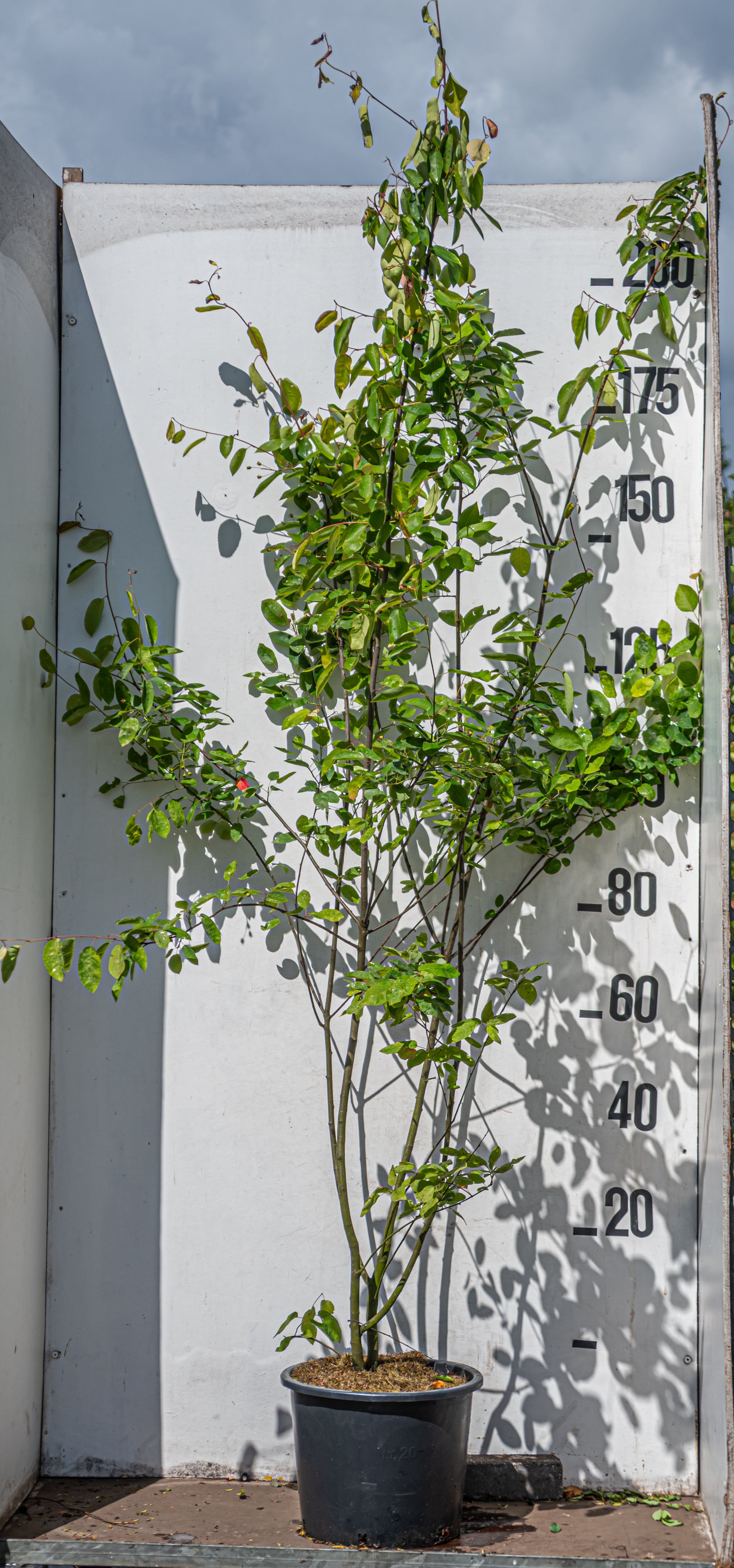 Krentenboom in pot- Amelanchier lamarckii