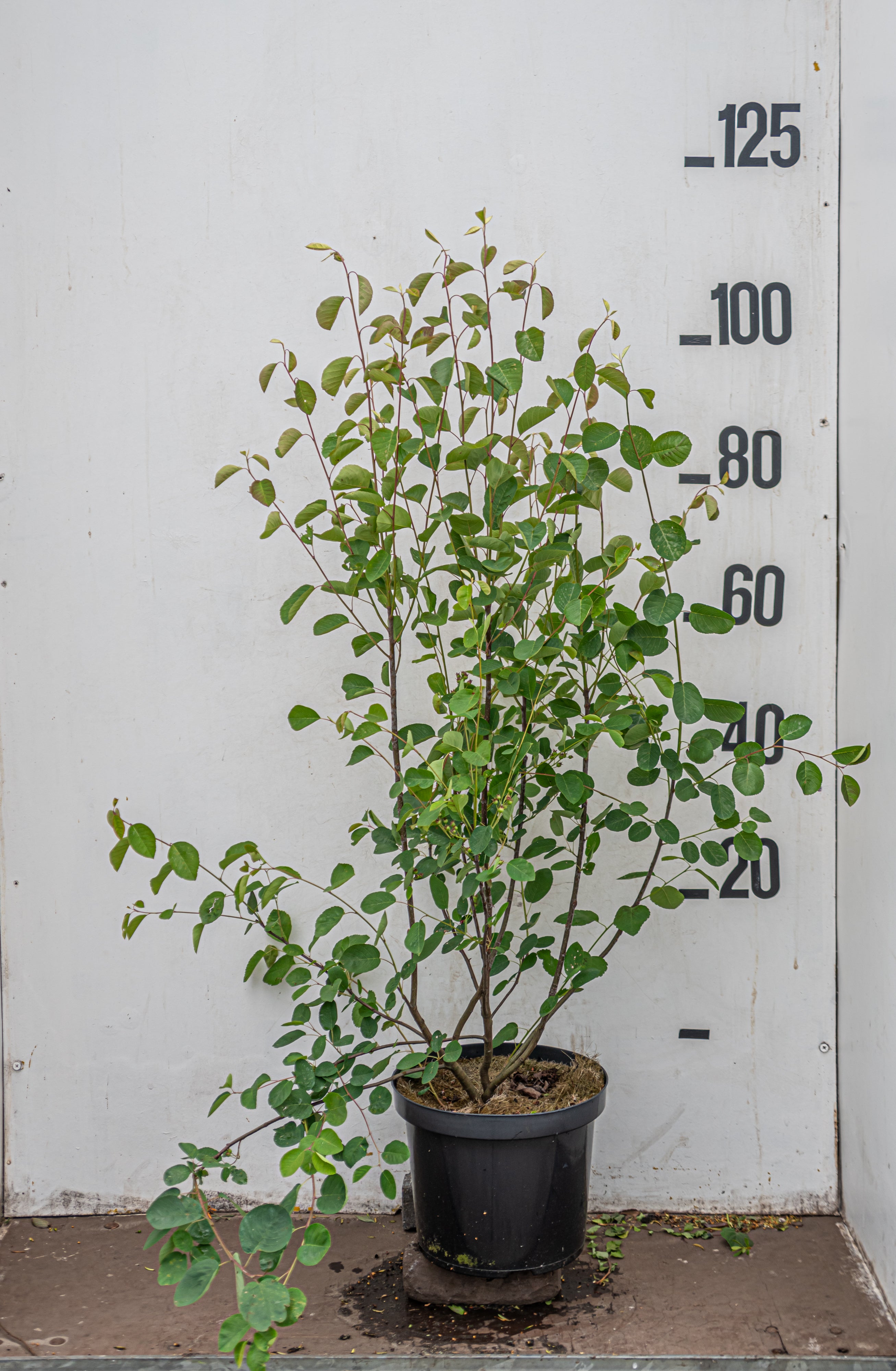Krentenboom 'Ovalis'- Amelanchier ovalis