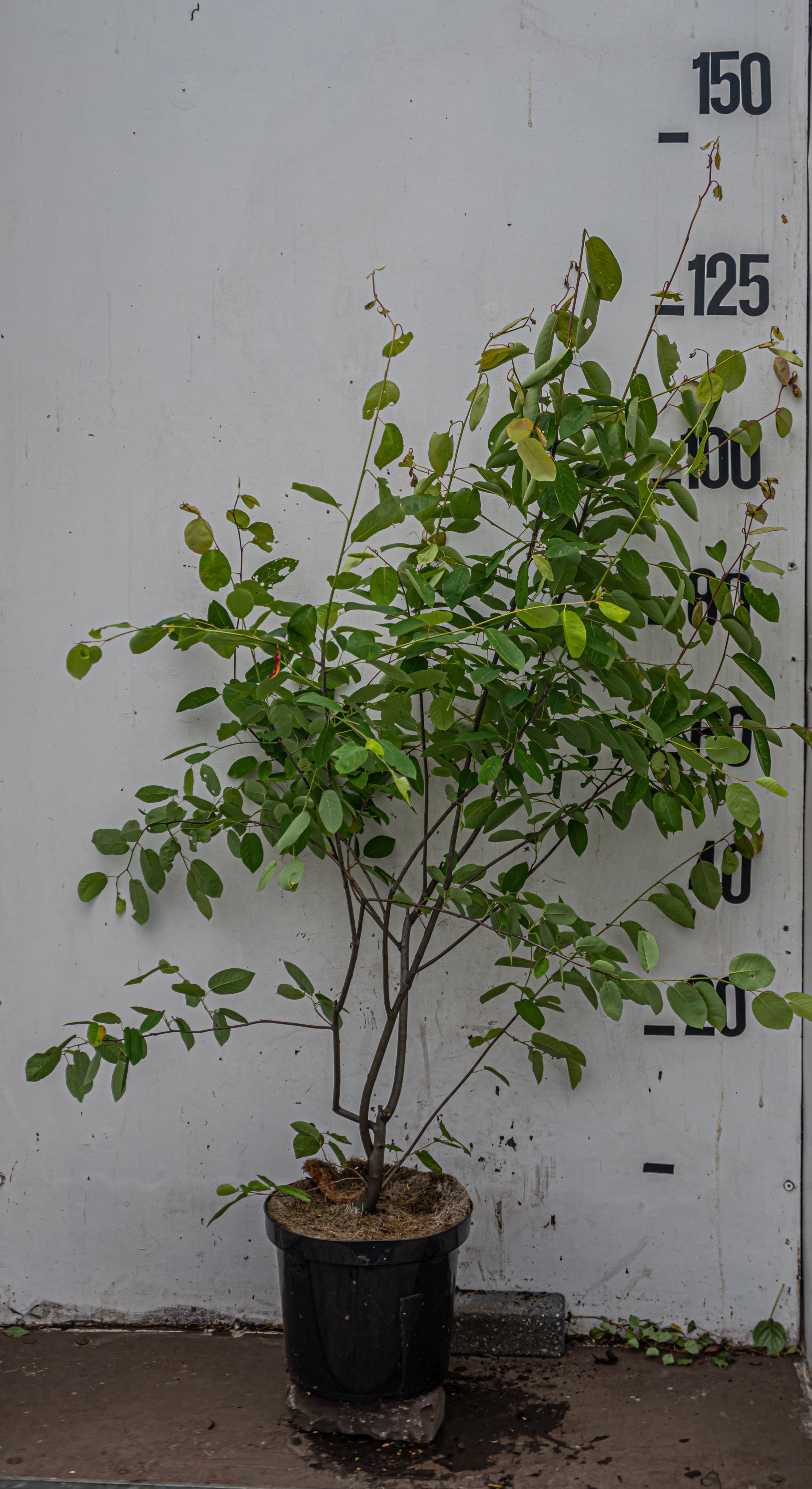 Krentenboom in pot- Amelanchier lamarckii