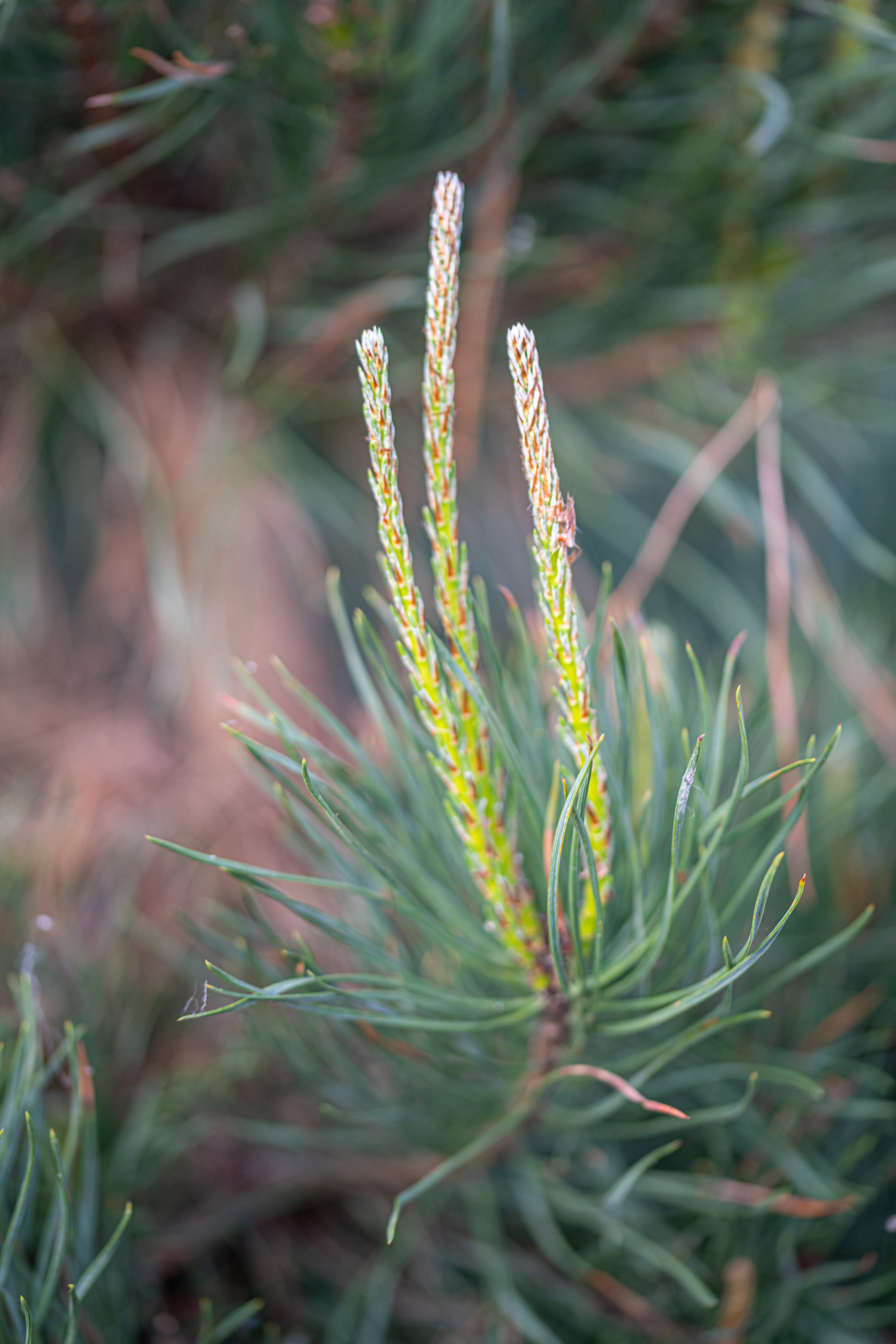 Grove den- Pinus sylvestris