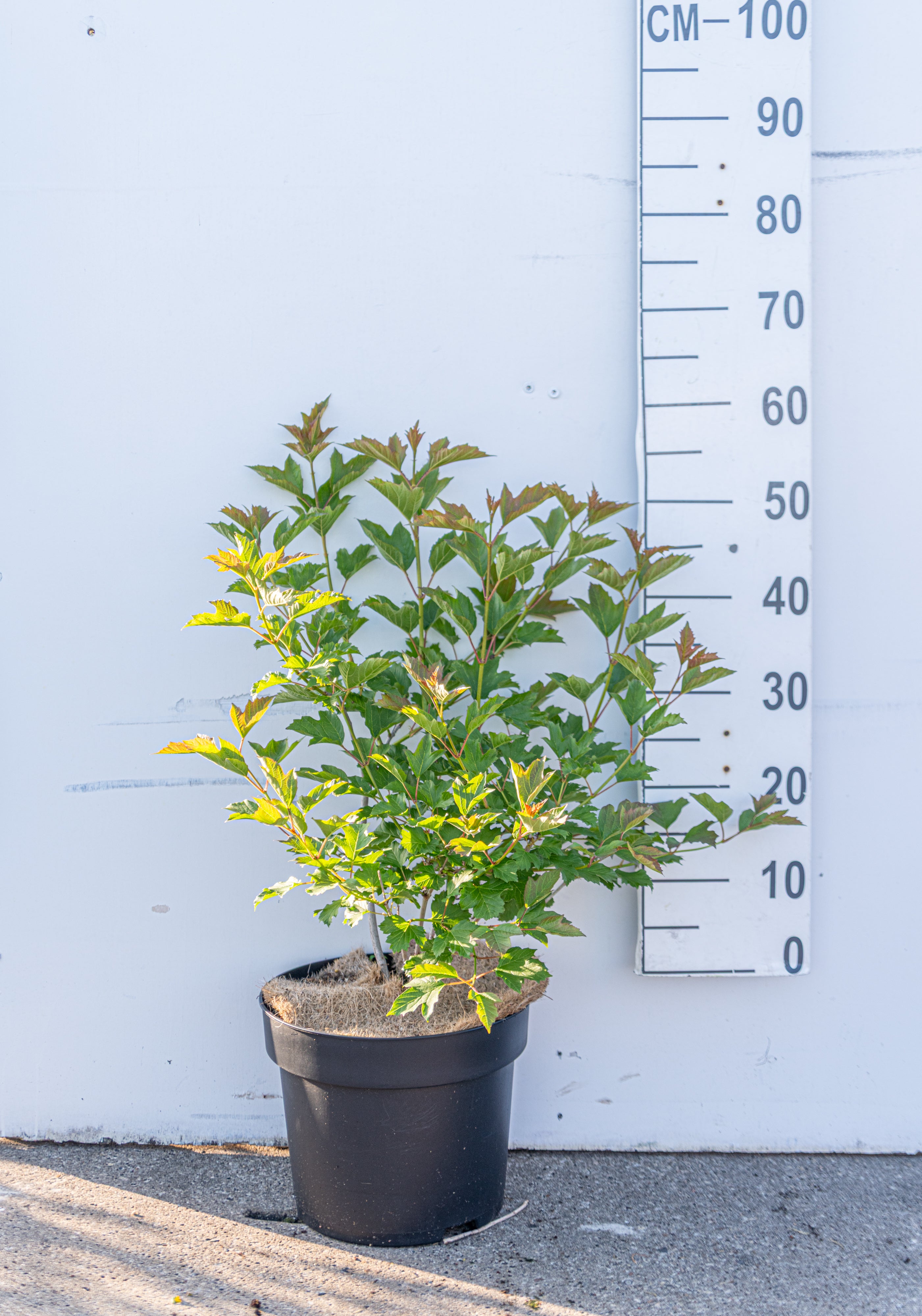 Gelderse roos- Viburnum opulus 'Compactum'
