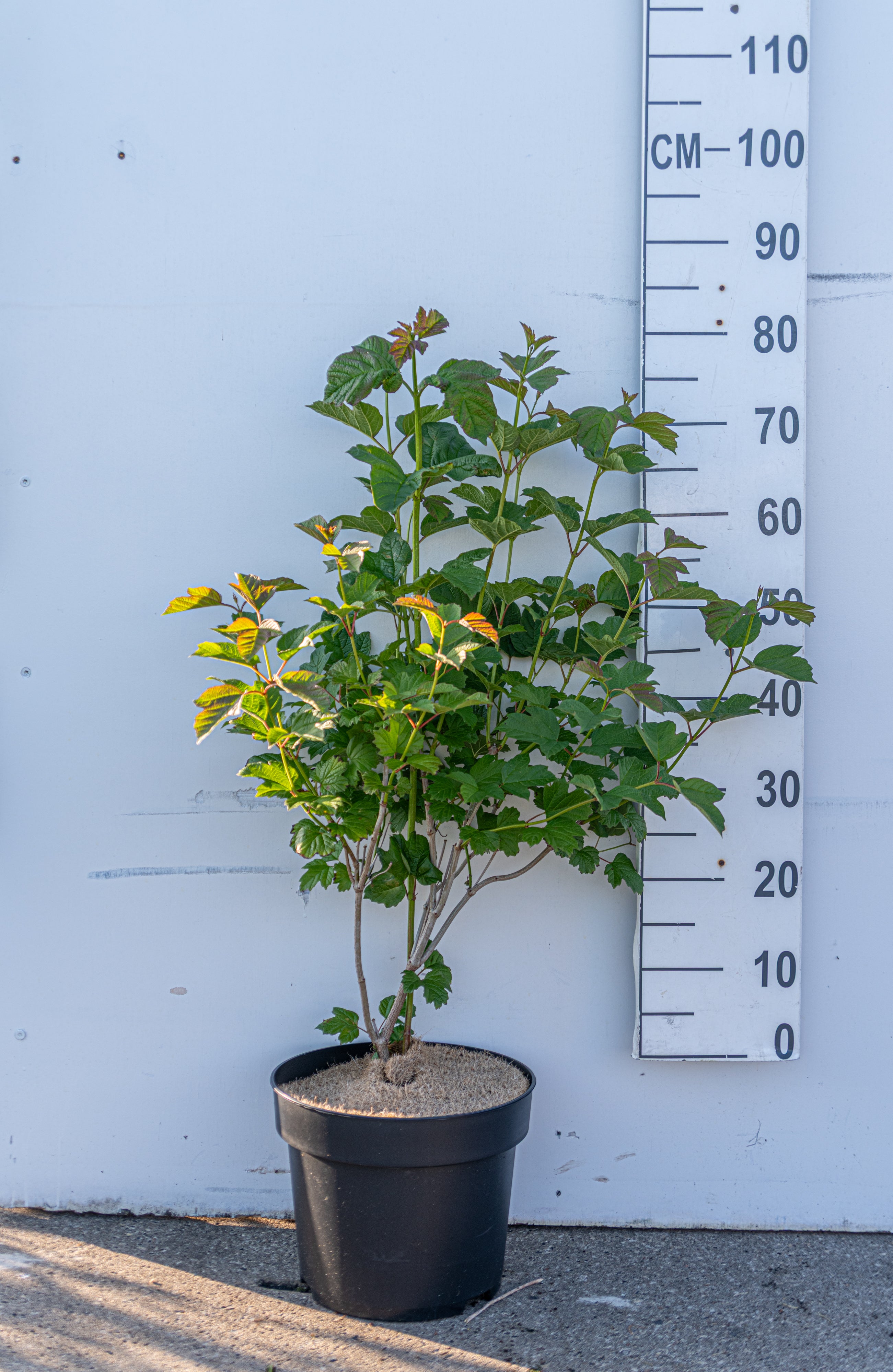 Gelderse roos in pot- Viburnum opulus