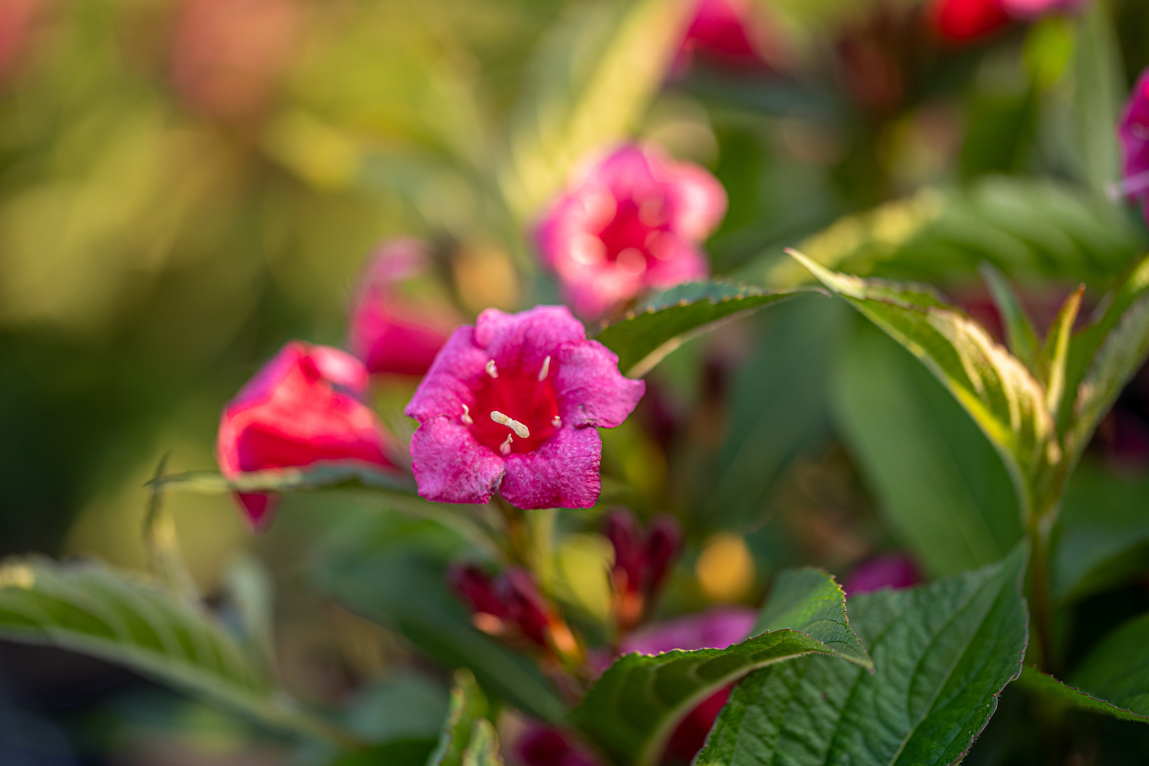 Weigela- Weigela 'Bristol Ruby'