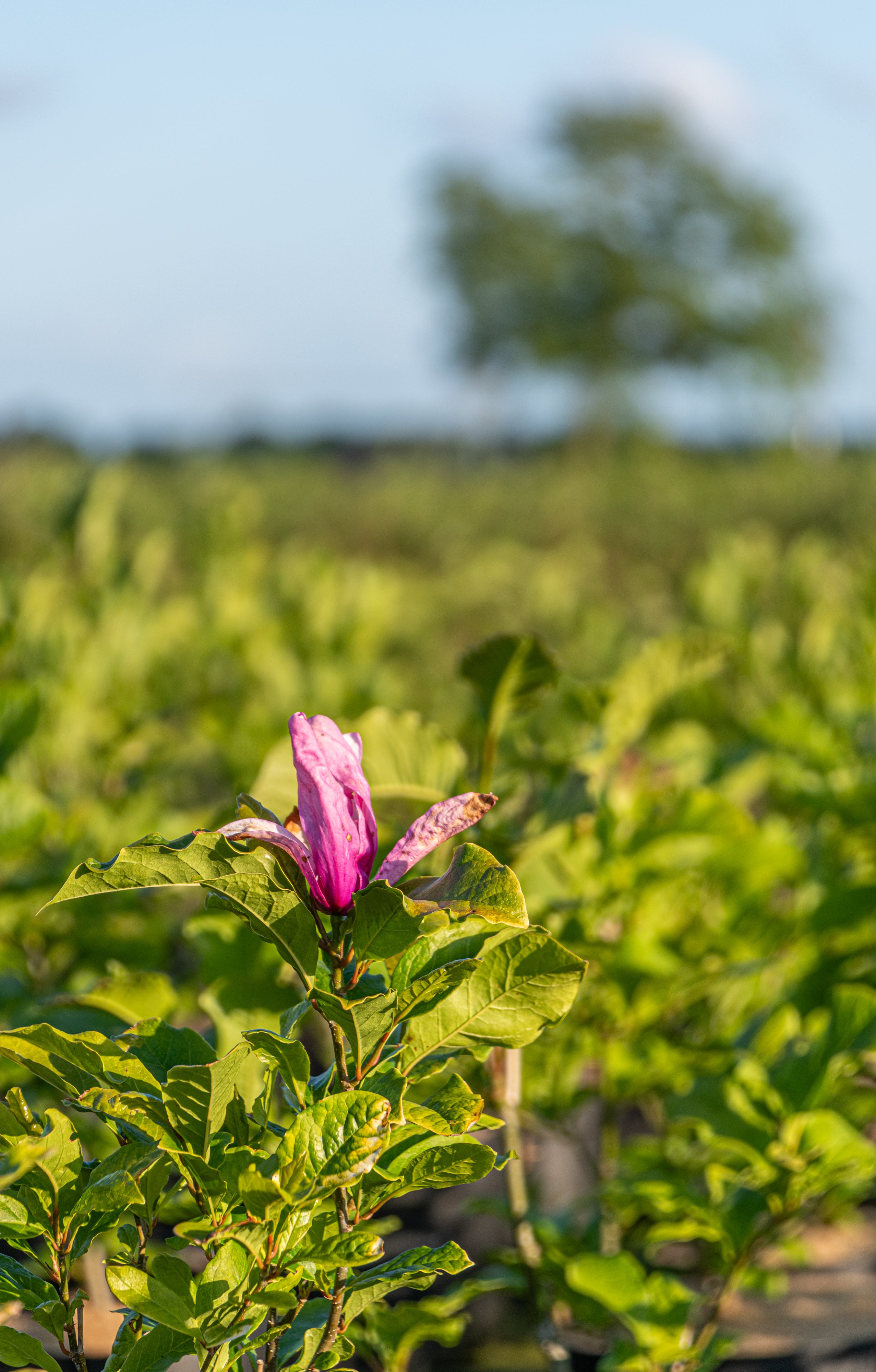 Beverboom in pot- Magnolia 'Galaxy'