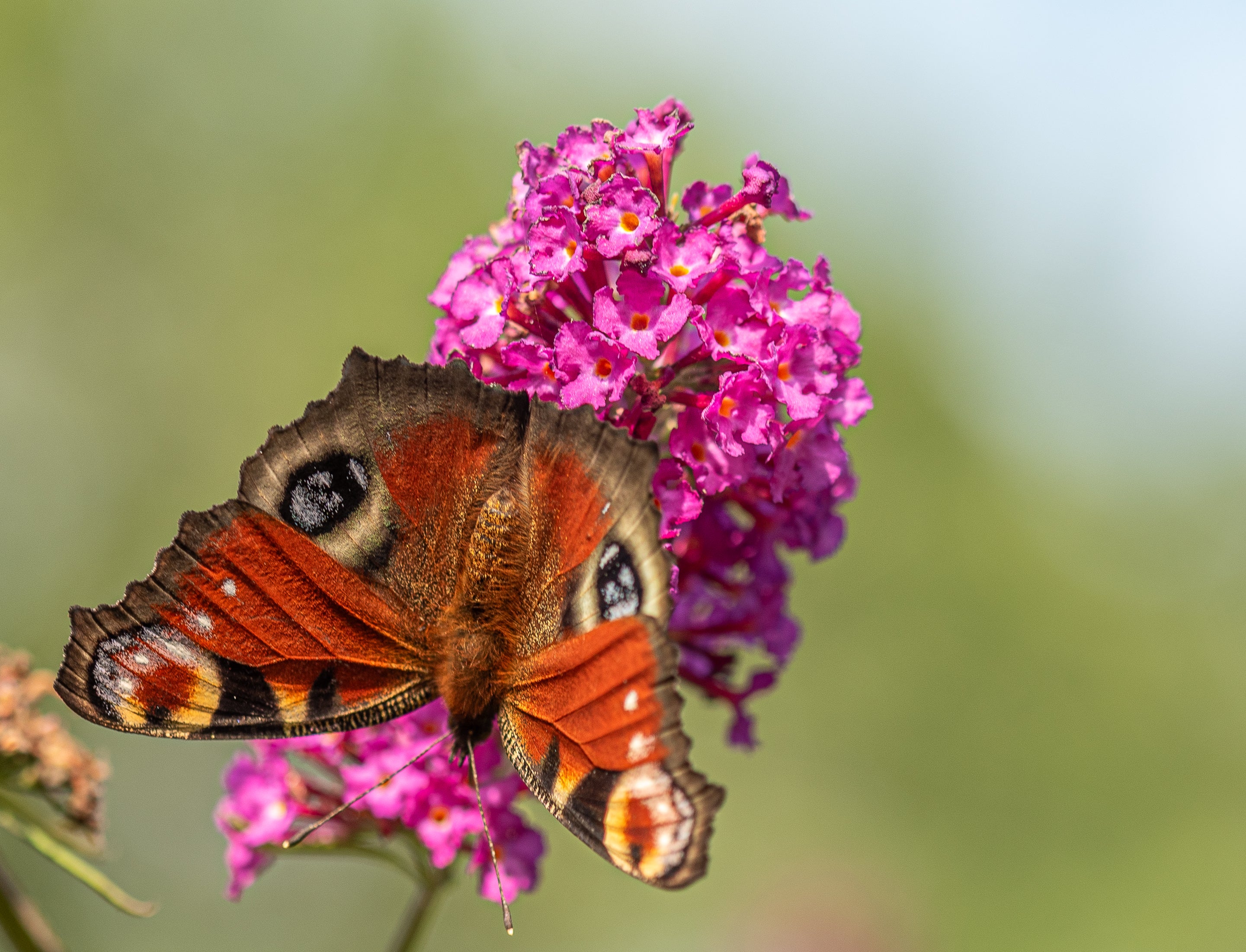 Vlinderstruik- Buddleja davidii 'Pink Delight'