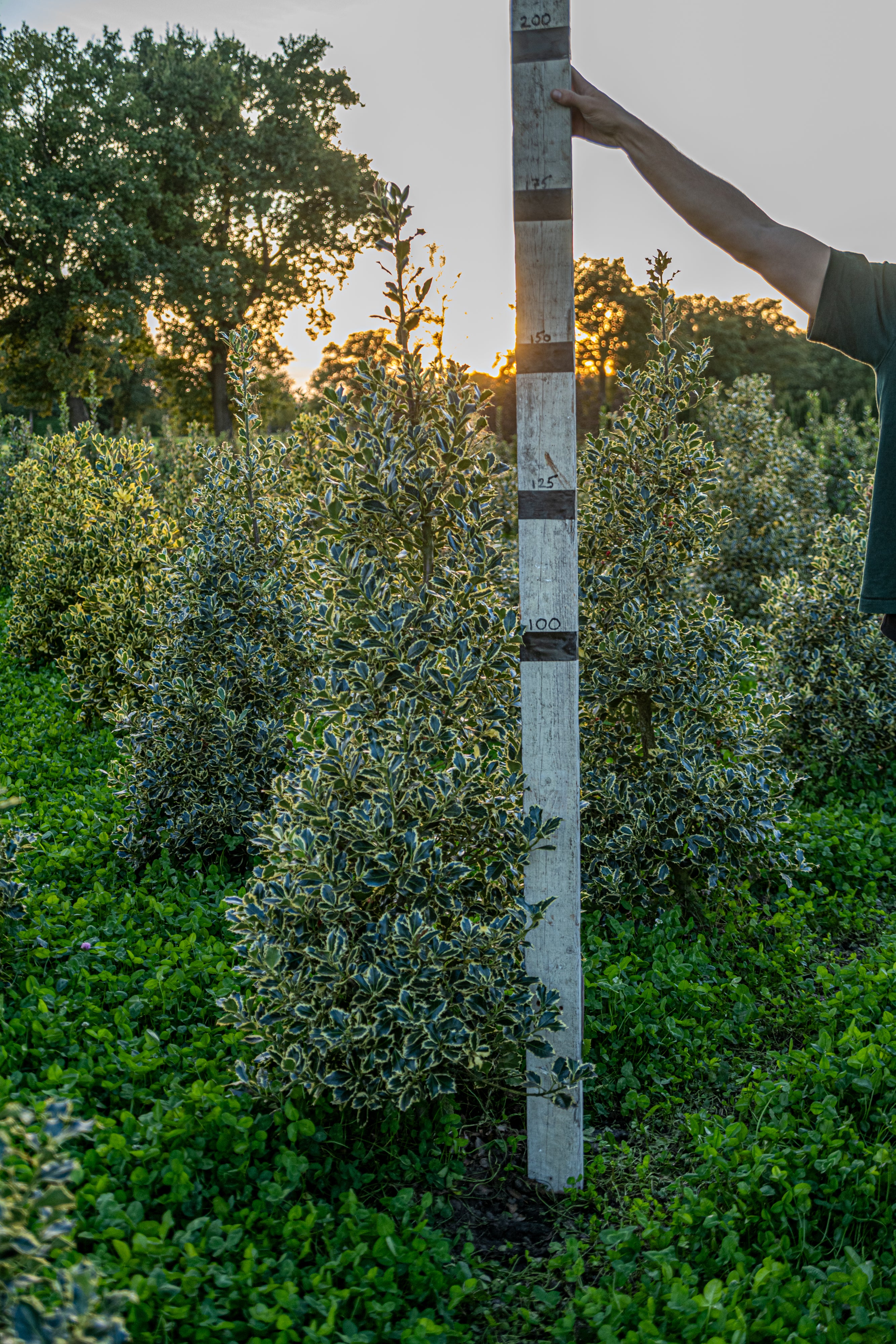Zilverbonte hulst met kluit- Ilex aquifolium 'Argentea Marginata'