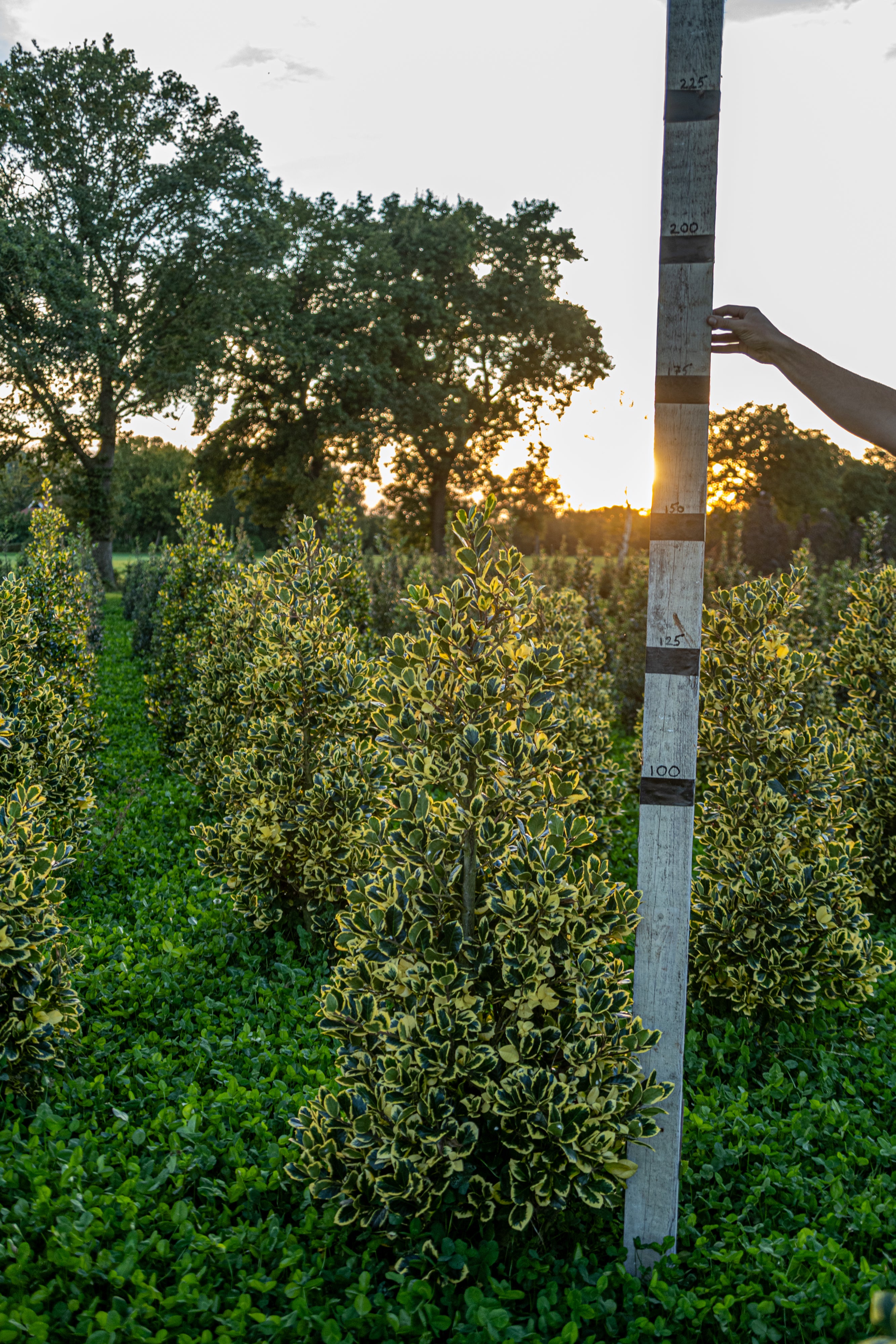 Geelbonte hulst met kluit- Ilex aquifolium 'Madame Briot'